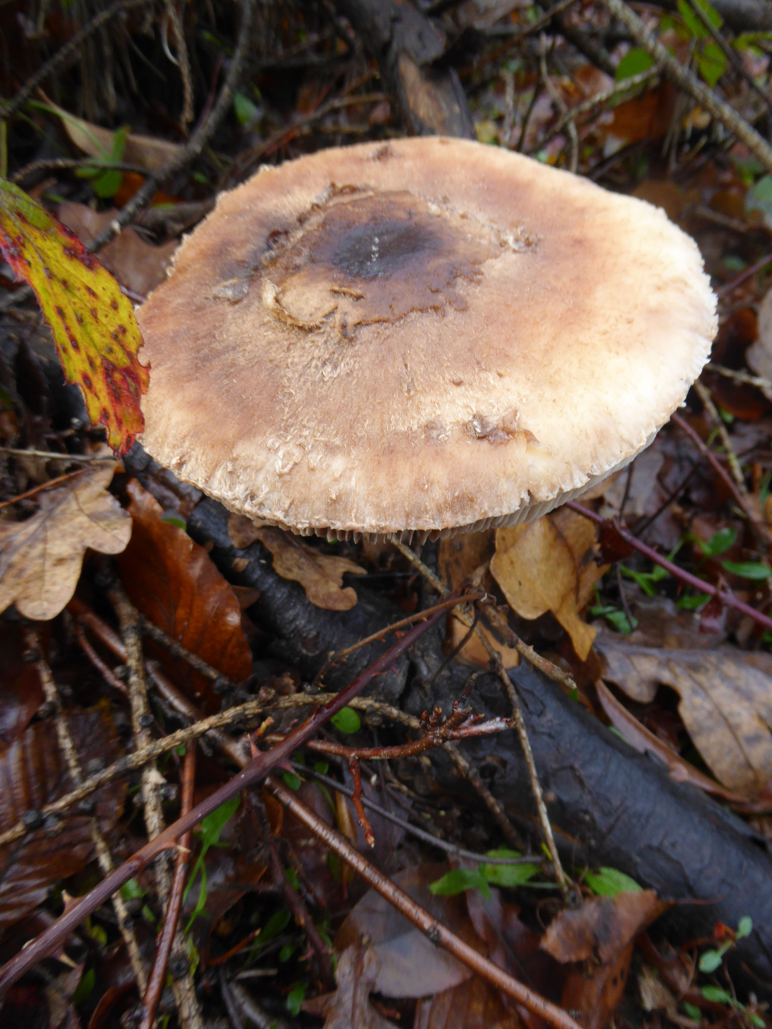 Sternschuppiger Riesenschirmling (uralt)
