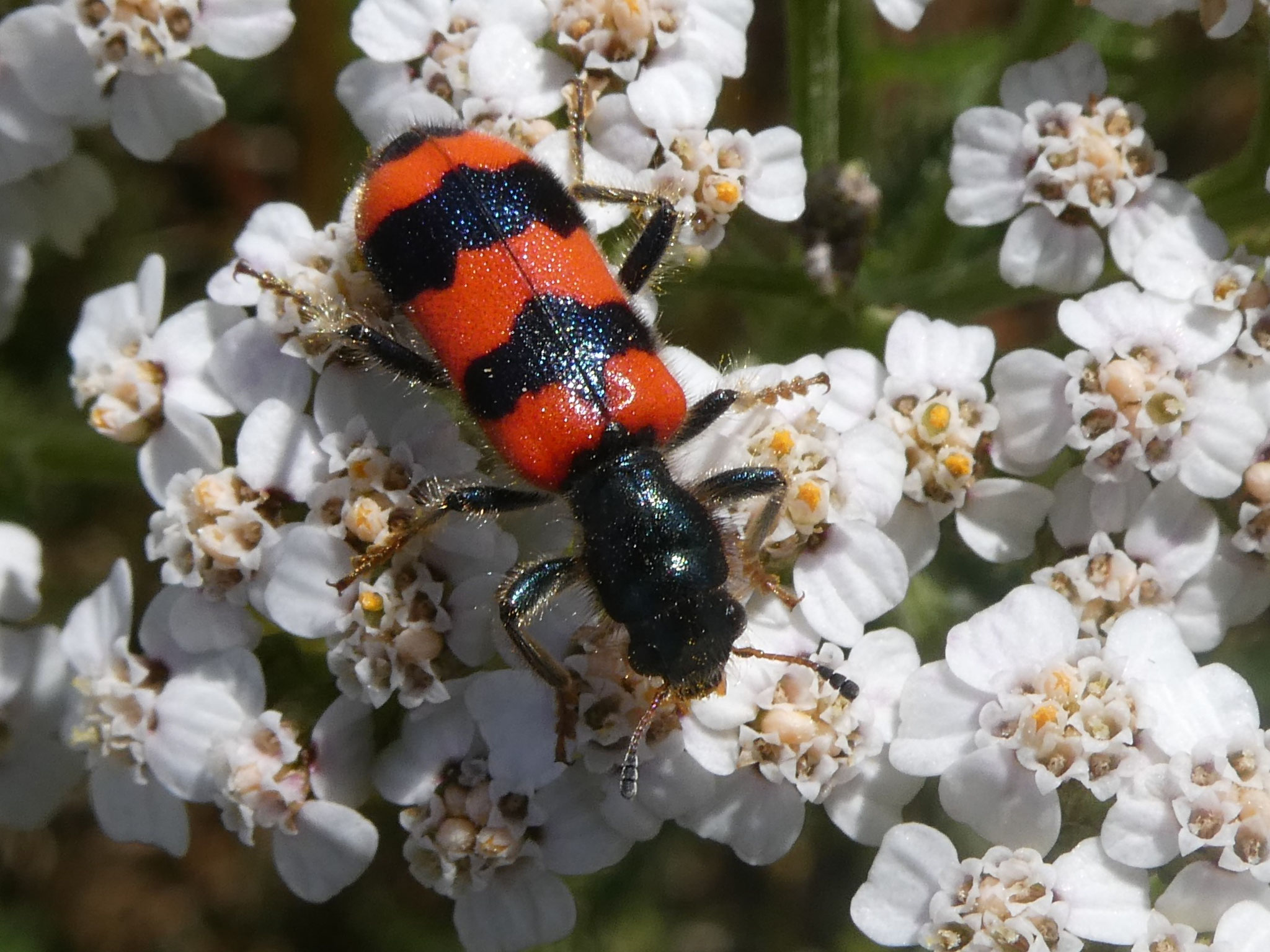 gemeiner Bienenkäfer