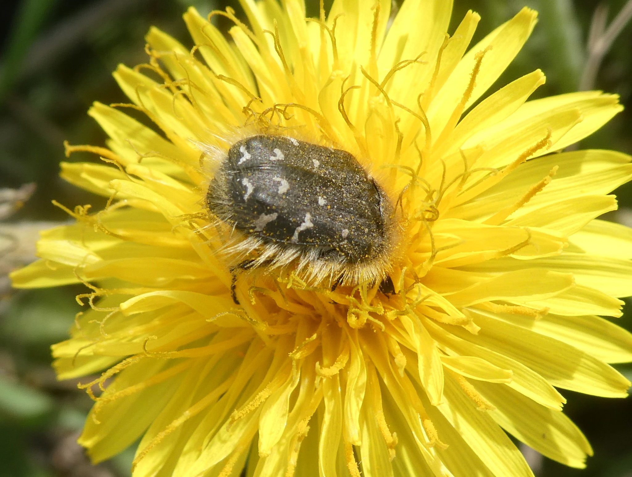 zottiger Bienenkäfer