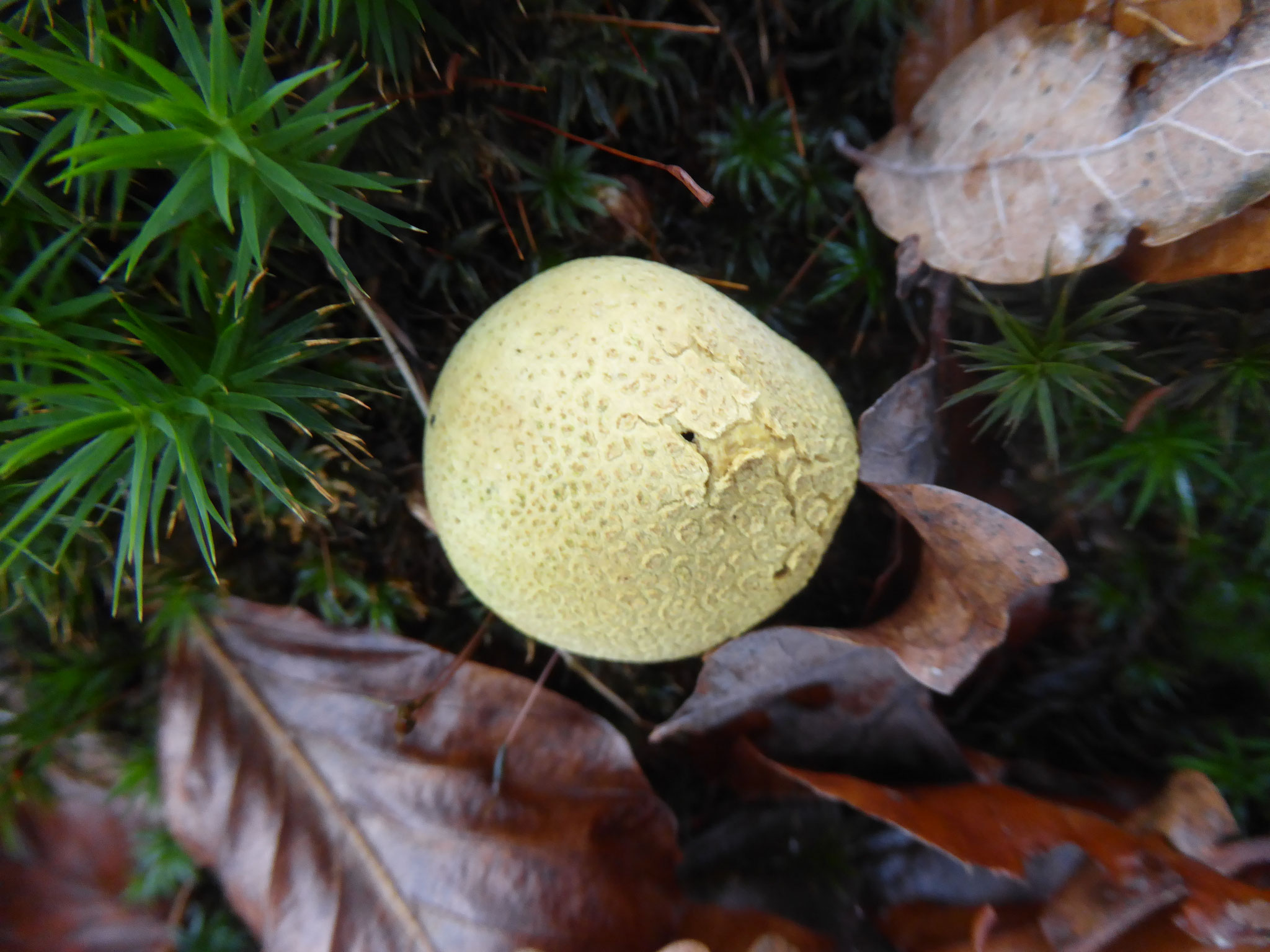 Kartoffelbovist