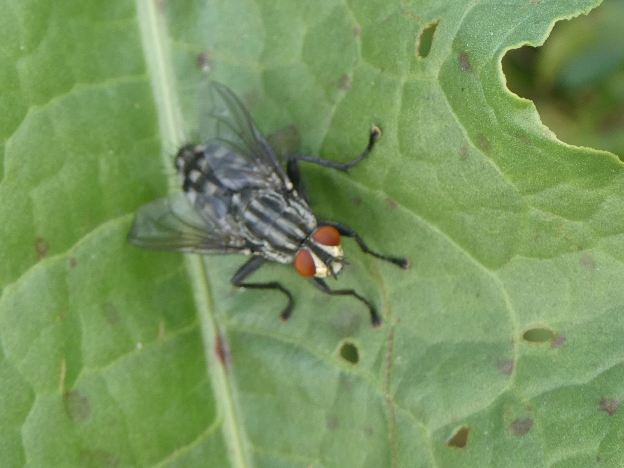 Fleischfliege