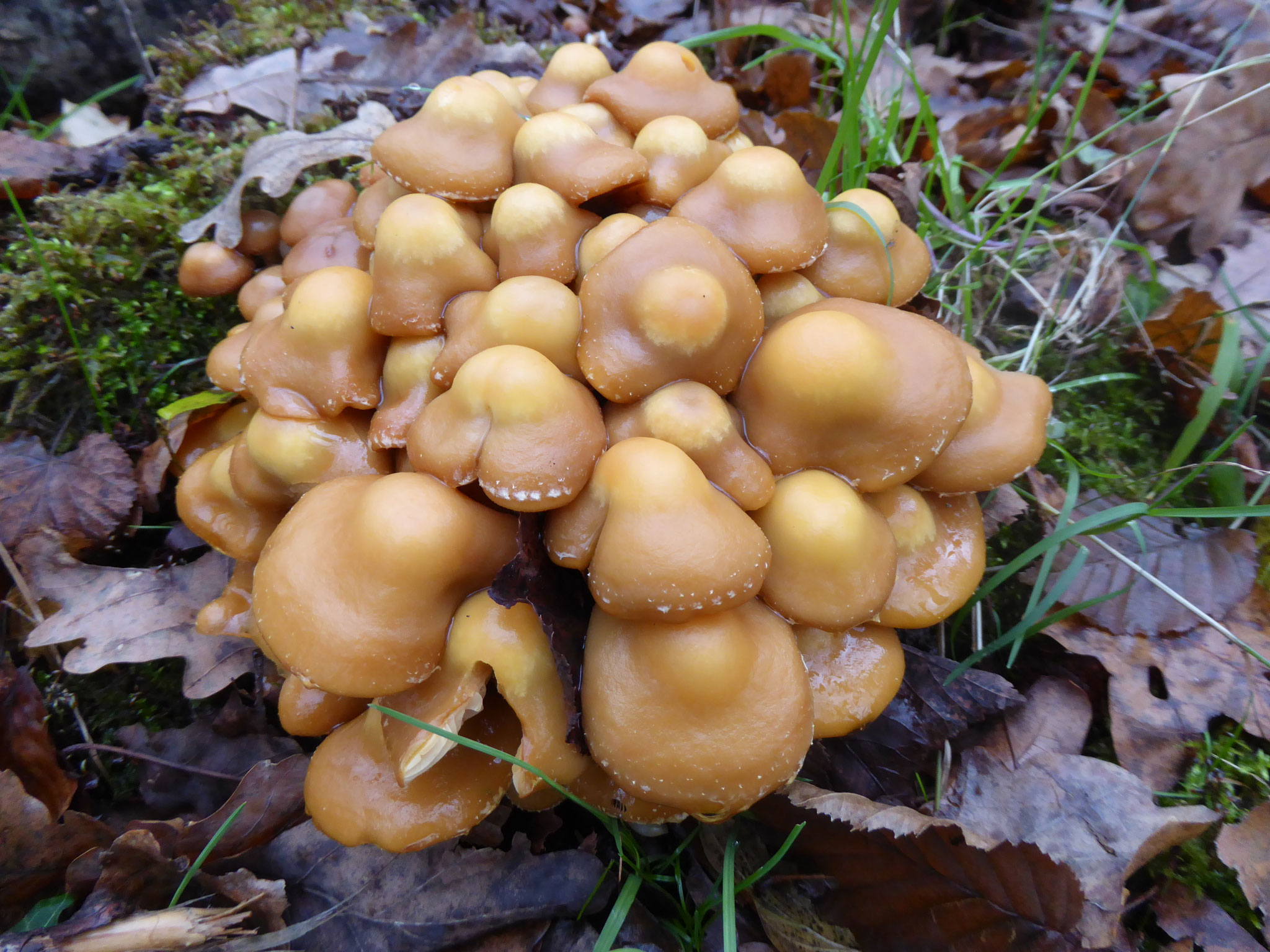 Stockschwämmchen