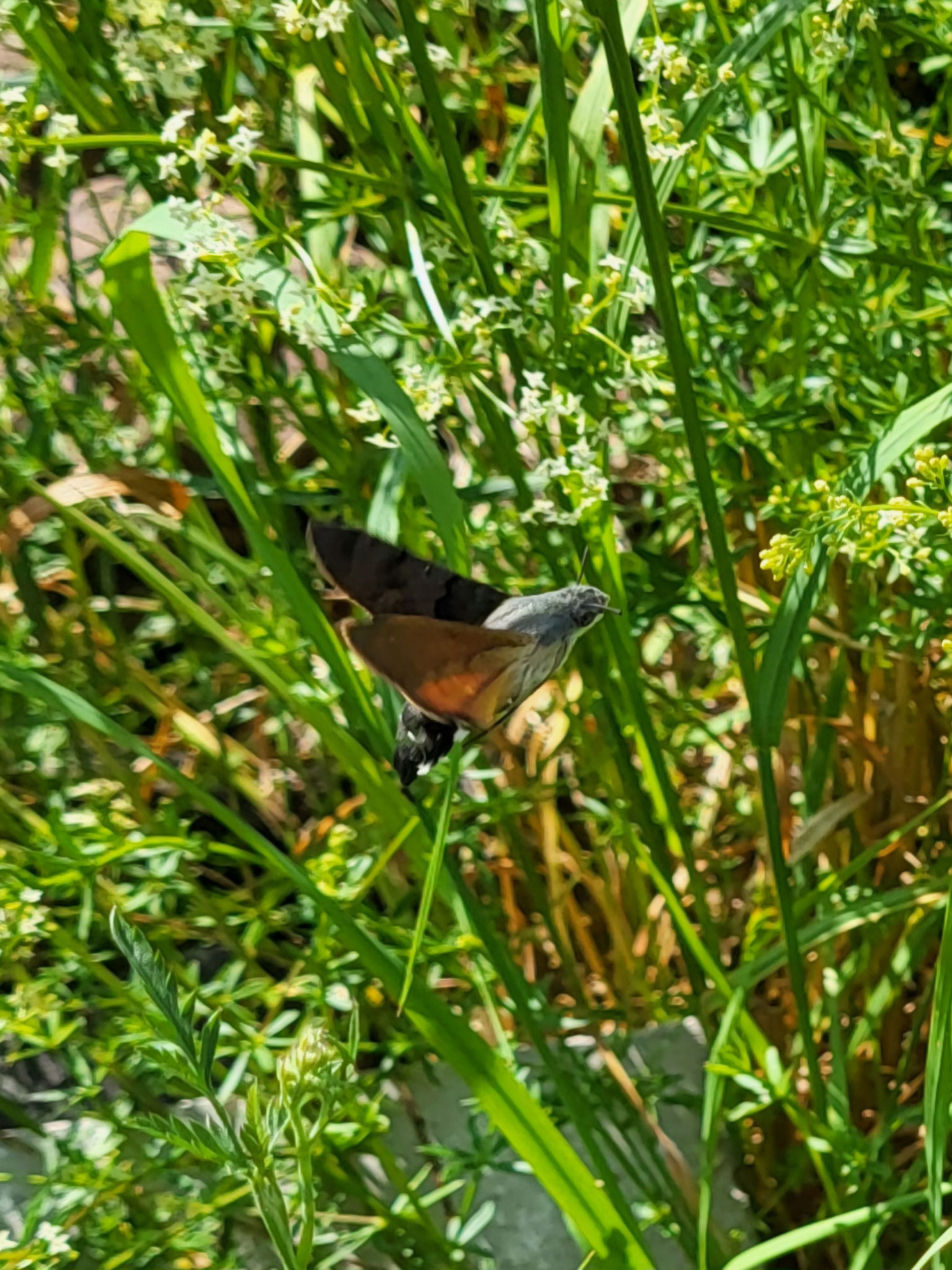 Taubenschwänzchen