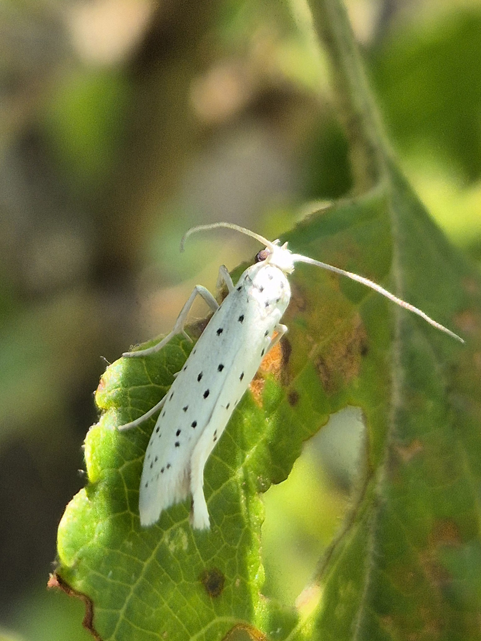 Gespinstmotte