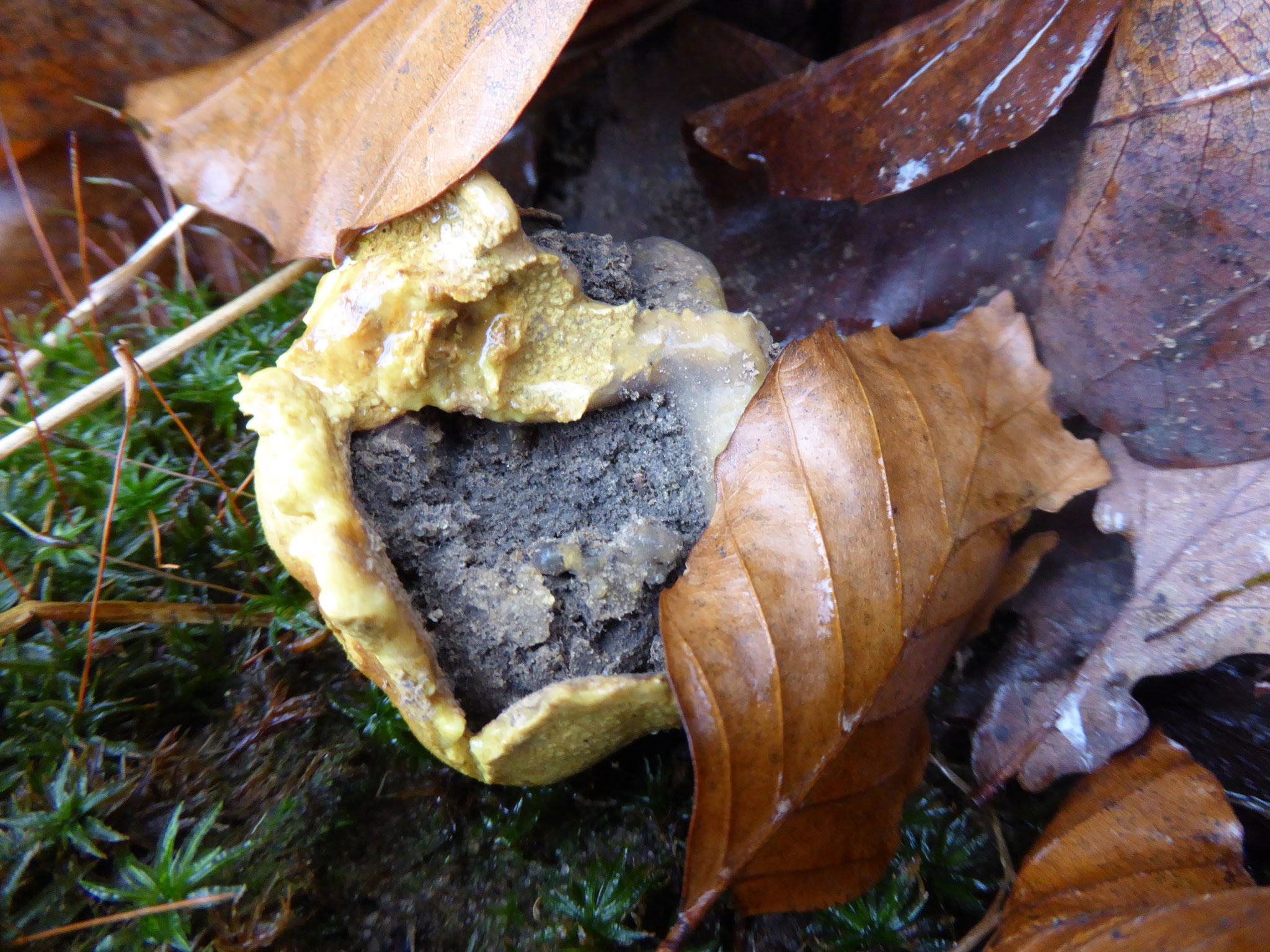 aufgeplatzter Kartoffelbovist