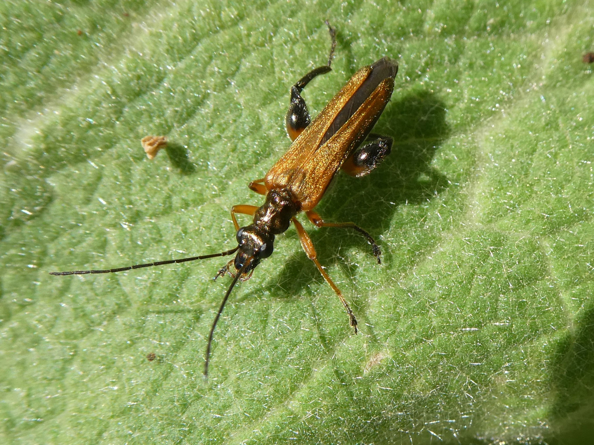 echter Schenkelkäfer, Foto NABU GG