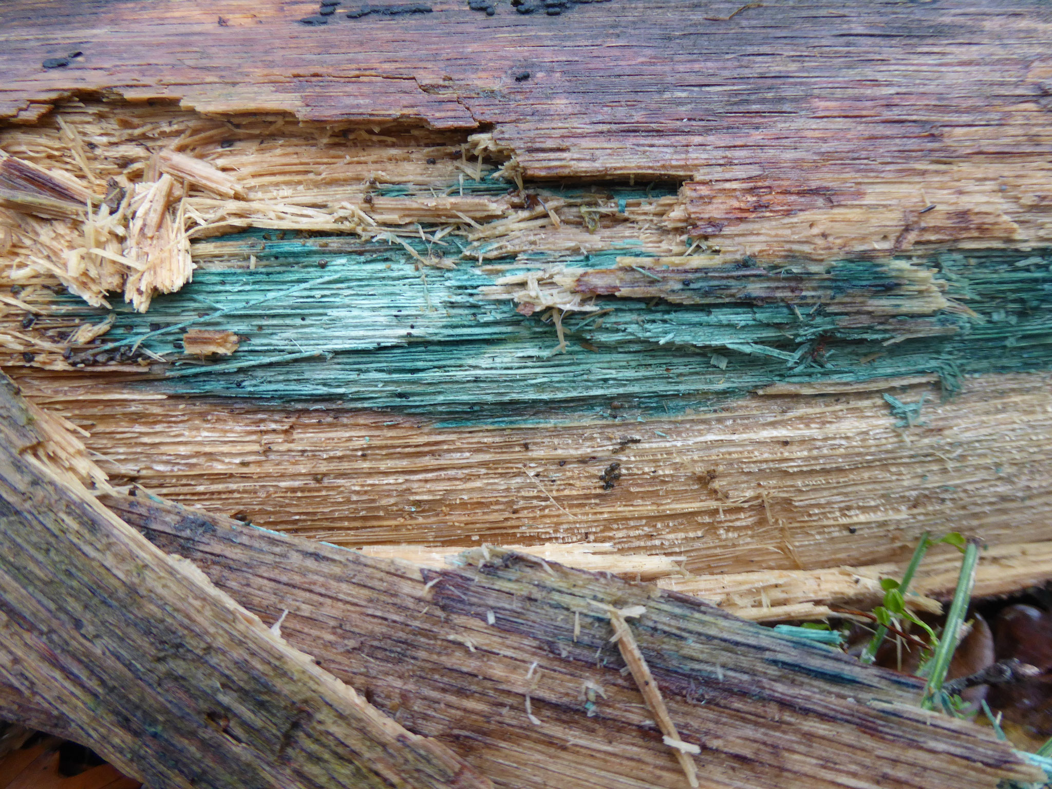 durch Grünspanbecherling grüngefärbtes Holz