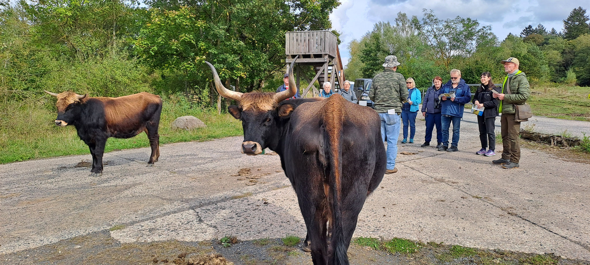 Bidu, eine kraftvolle Auerochsen-Kuh