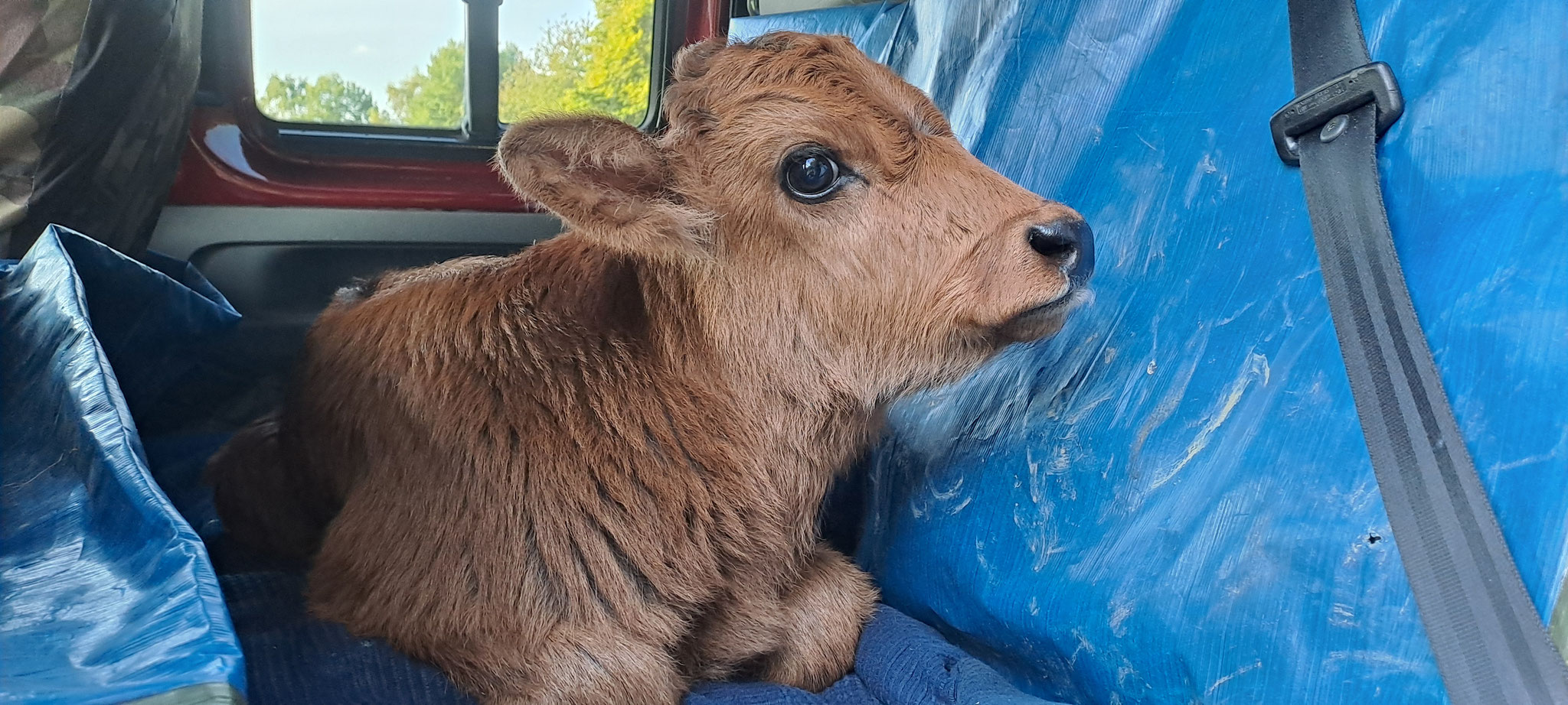 Am nächsten Tag geht die Reise zu unseren Tierarzt, sie nehme die Kleine auf