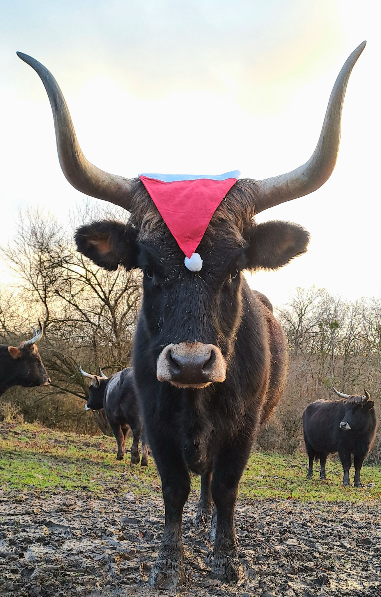 "Bidu" sie verlor ihr Mama durch Hunde, die nicht angeleint waren, unsere Tiere zum Spaß gehetzt haben und sie sich die Hüfte bei der Flucht gebrochen hatte, wir mussten Bidu´s Mama erlösen!