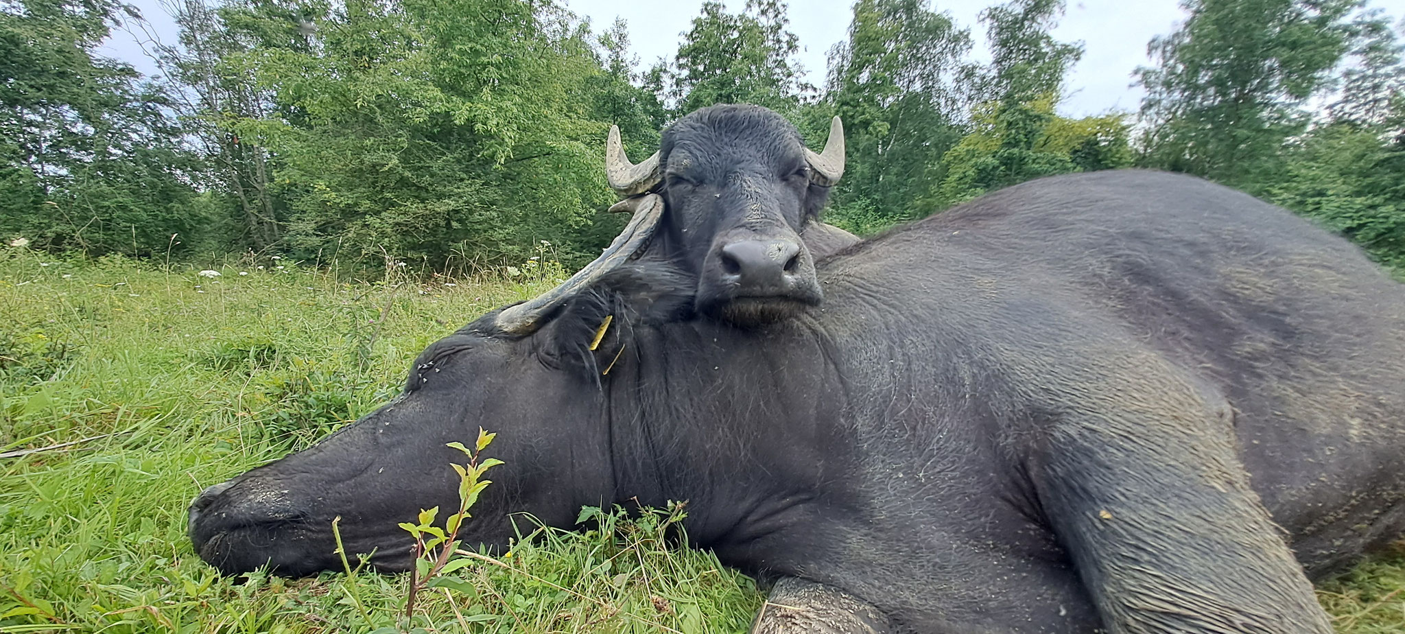 "Pumba" - Wasserbüffelochse, anschmiegsam, lieb und möchte auf jeden Fall bleiben. Pumba will auch für immer bleiben!