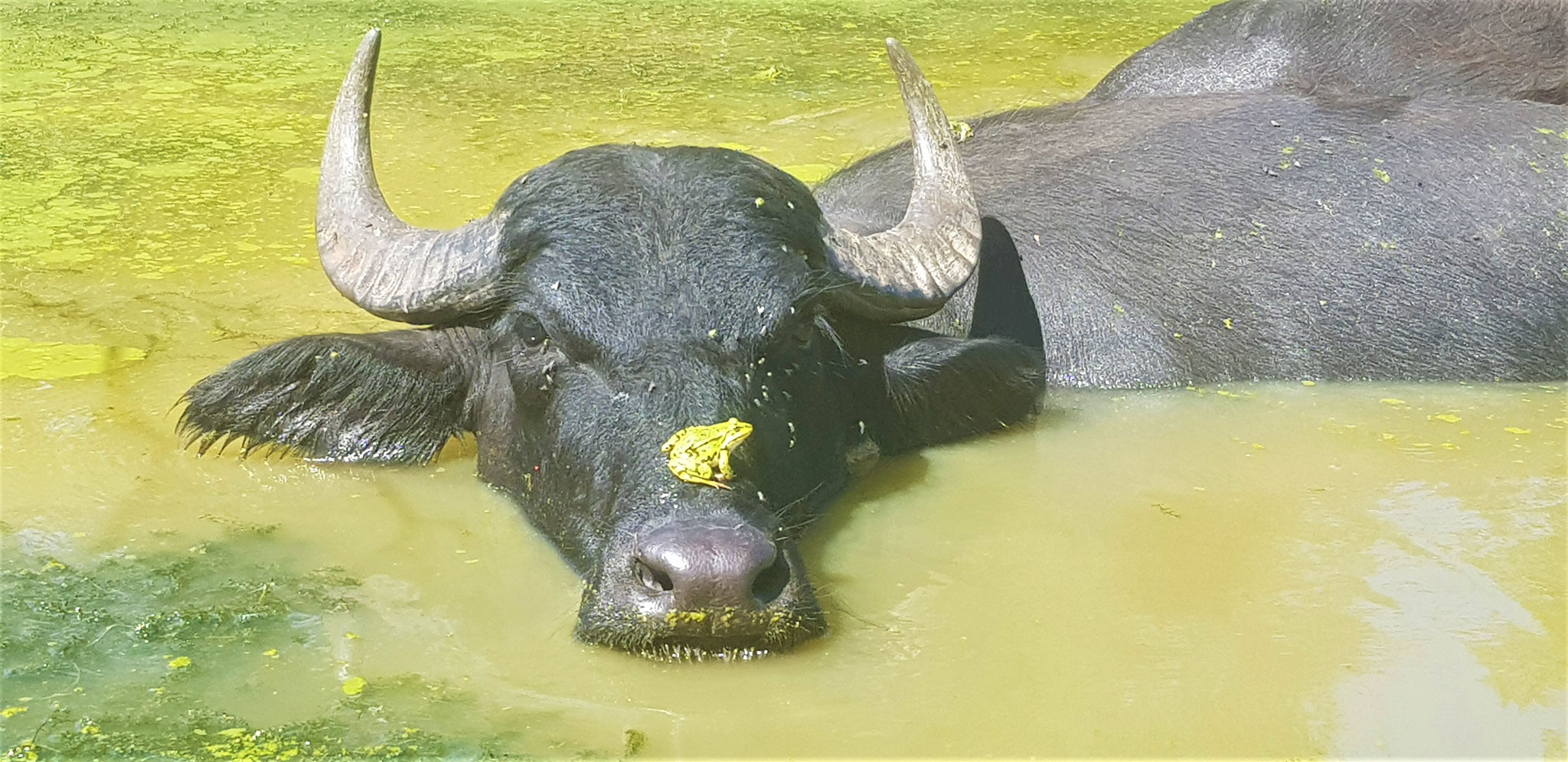 Rosa hält still, die Wasserfrösche fangen fix lässtige Fliegen von ihr weg