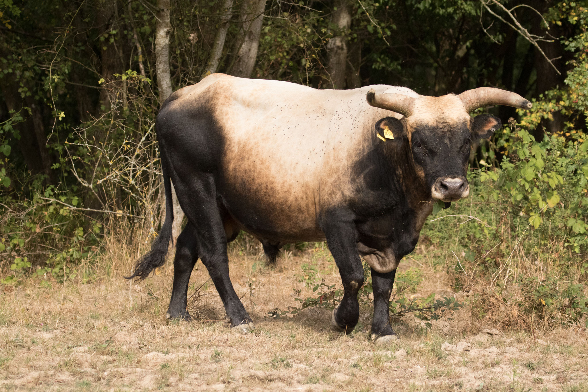 Bjax unser Zuchtbulle