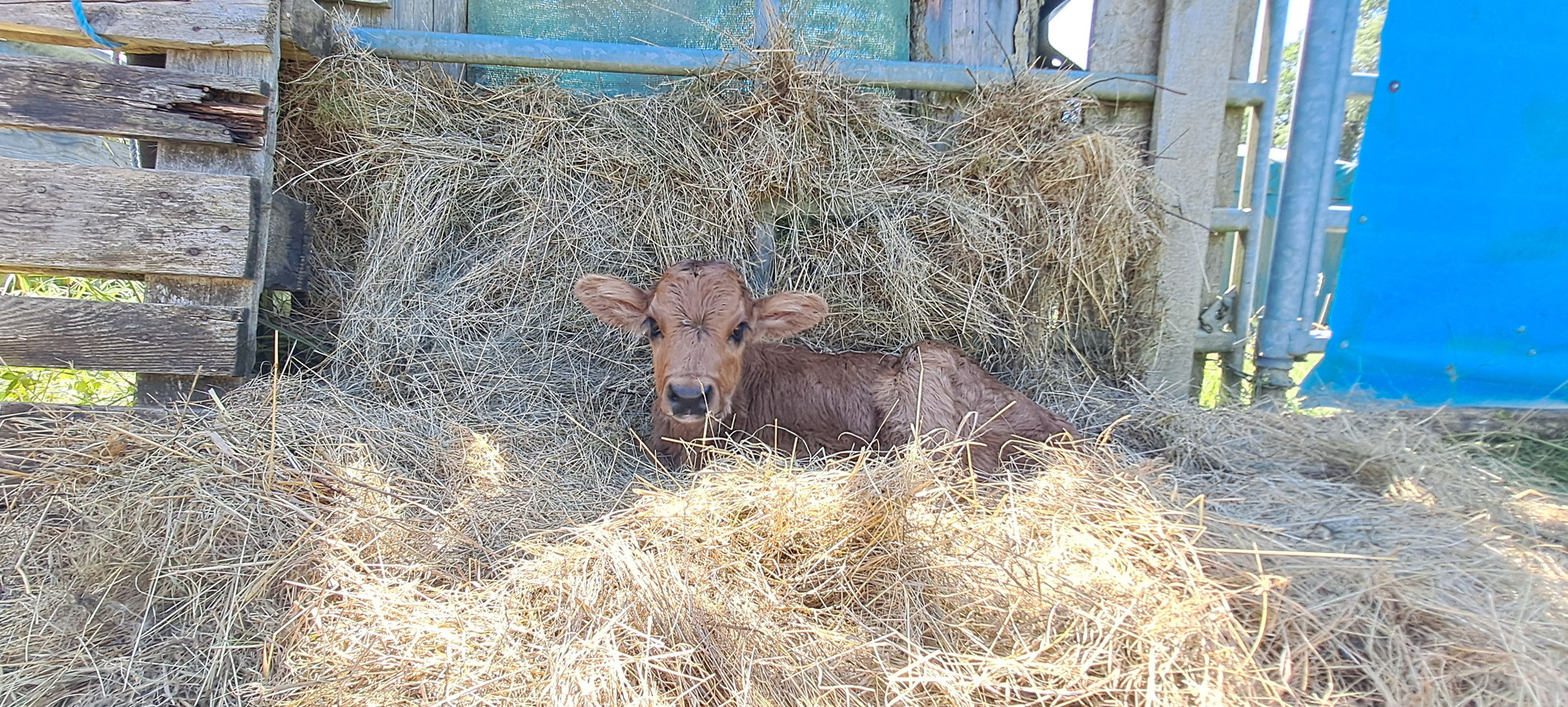 die Nacht wird kühl, ohne Mama ein Überlebenskampf