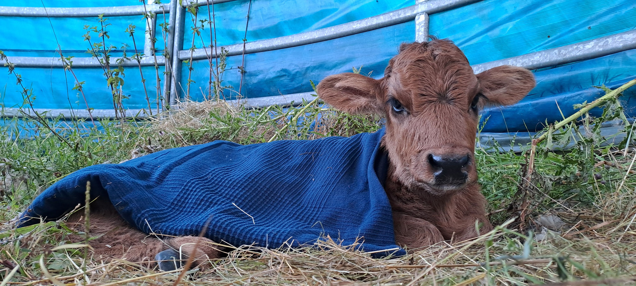 "Caddy" - unsere kleine Waise! Wir brauchen finanzielle Unterstützung/Hilfe für Caddy, 5 Monate alt, zurzeit bin ich bei anderen Kälbchen und kann dort noch bleiben, ich möchte schnell wieder zurück zu meinen Kumpels und will für immer bleiben!