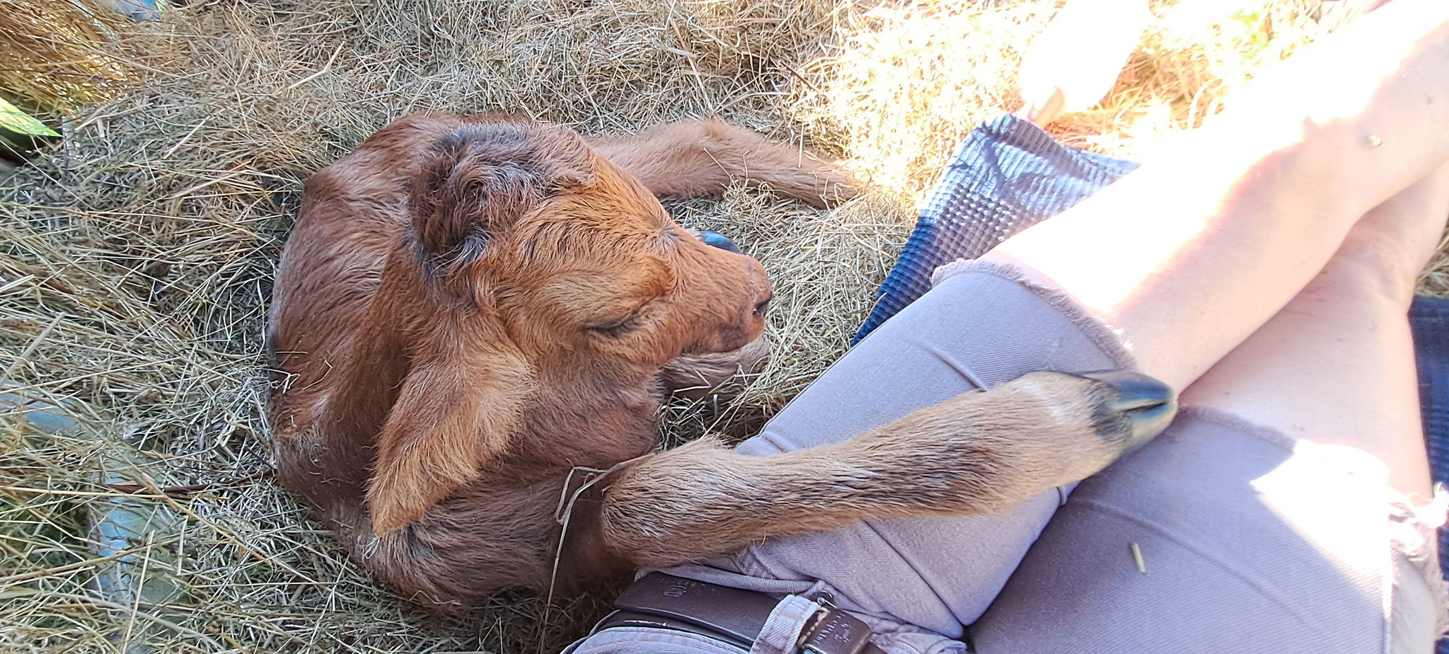 Die andere Milch bekommt ihr nicht, sie wird schwächer und hat Durchfall