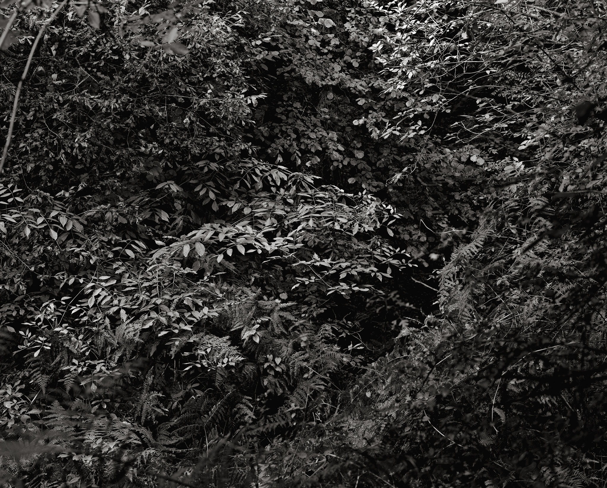 Lise Gaudaire, Se souviendra-t-on du chant des oiseaux ?, 2025