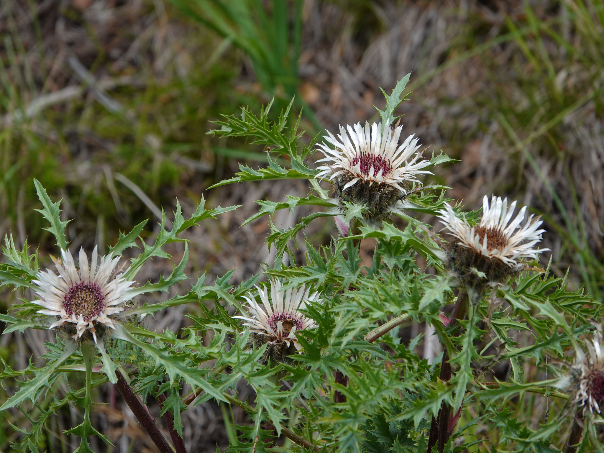 Zilverdistel