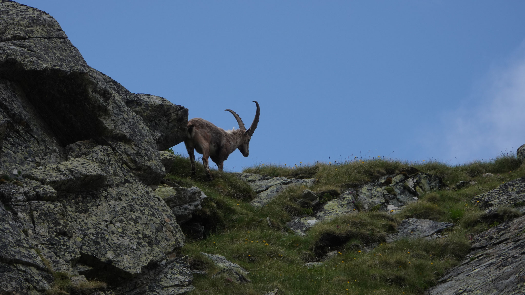 Steenbok