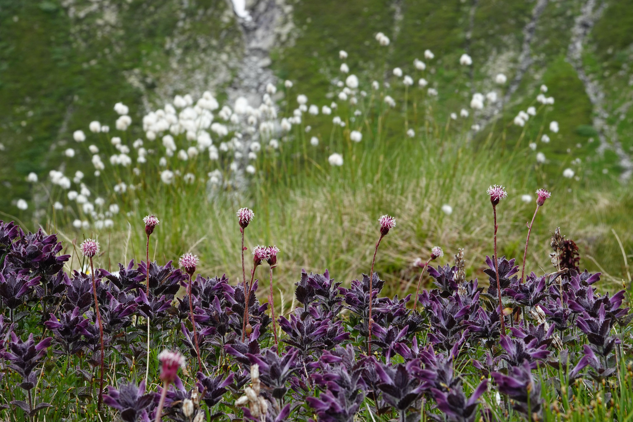 Bartsia (alpenhelm)