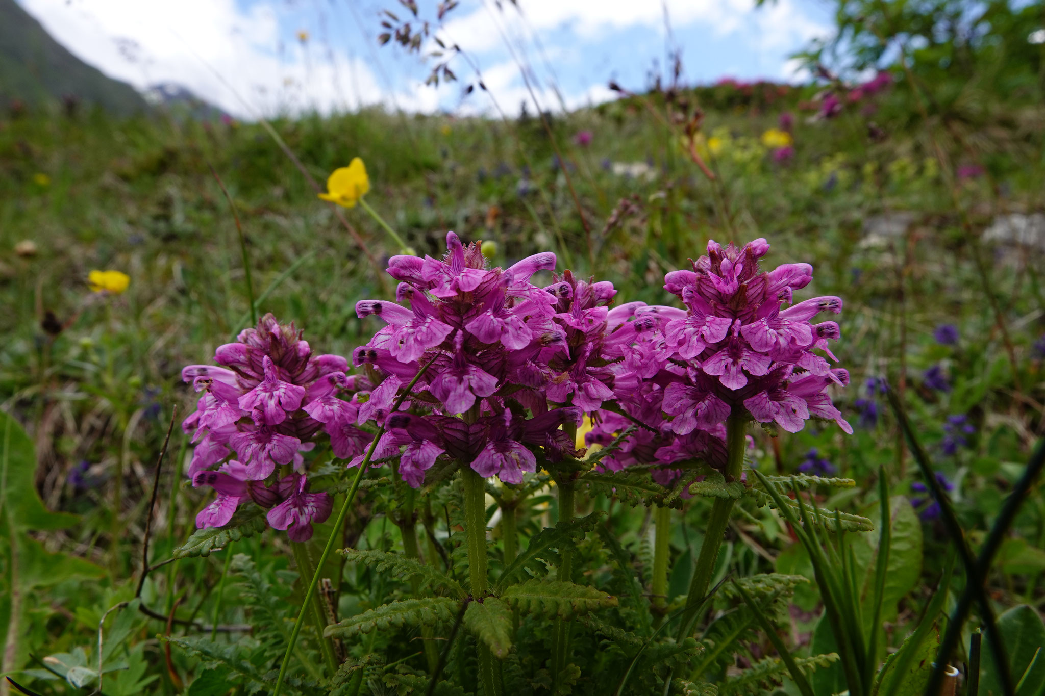 Kranskartelblad