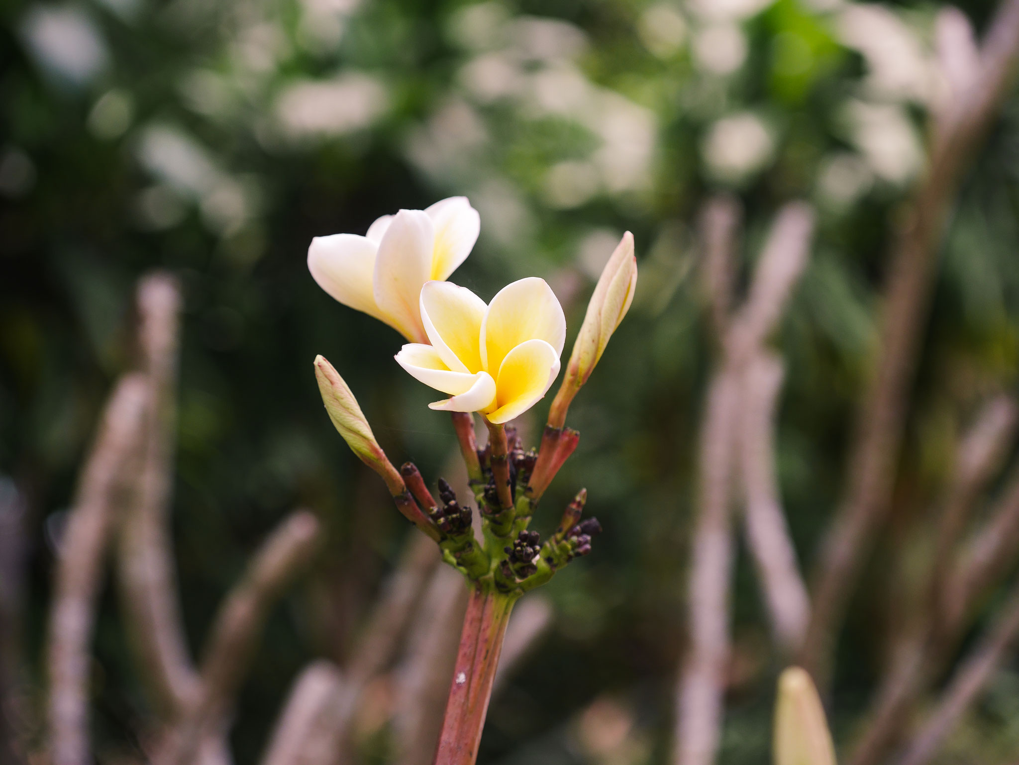 Hue - Besuch in einem Feng Shui Garden