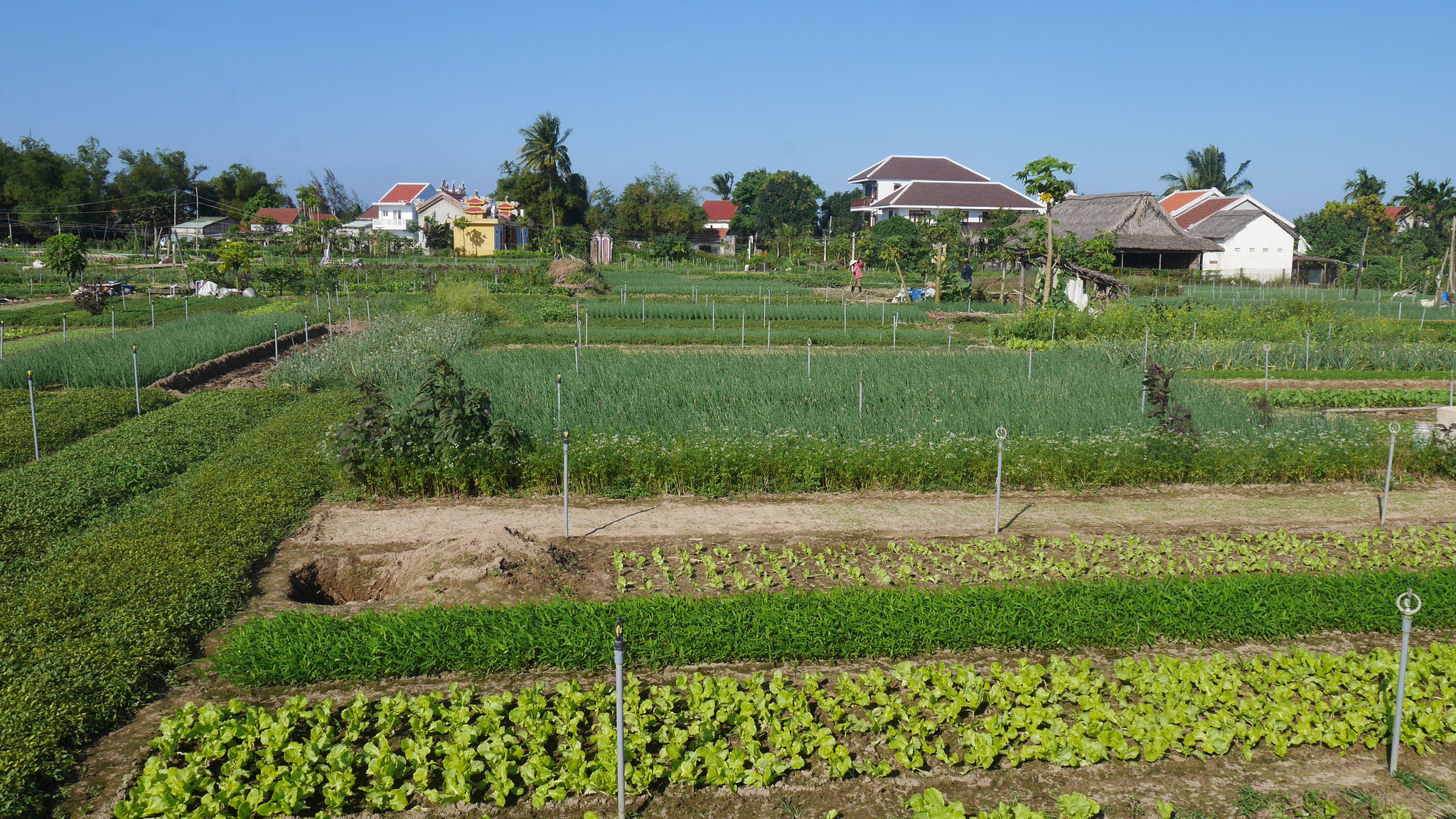 Hoi An - Gemüseanbau