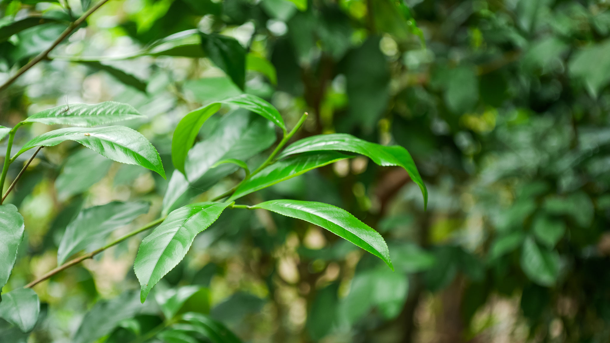 Hue - Besuch in einem Feng Shui Garden