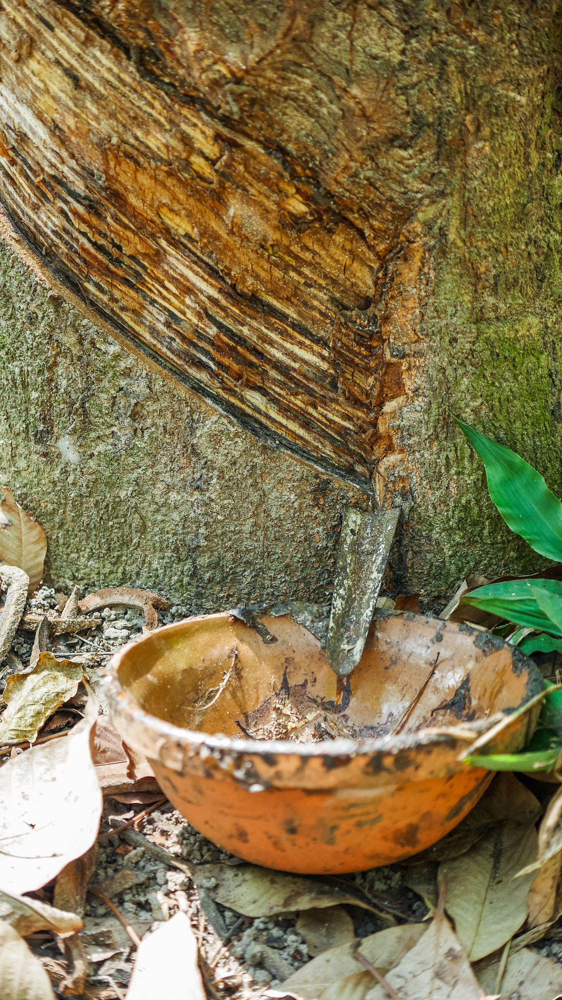 Kautschukplantagen in der Nähe con Cu Chi