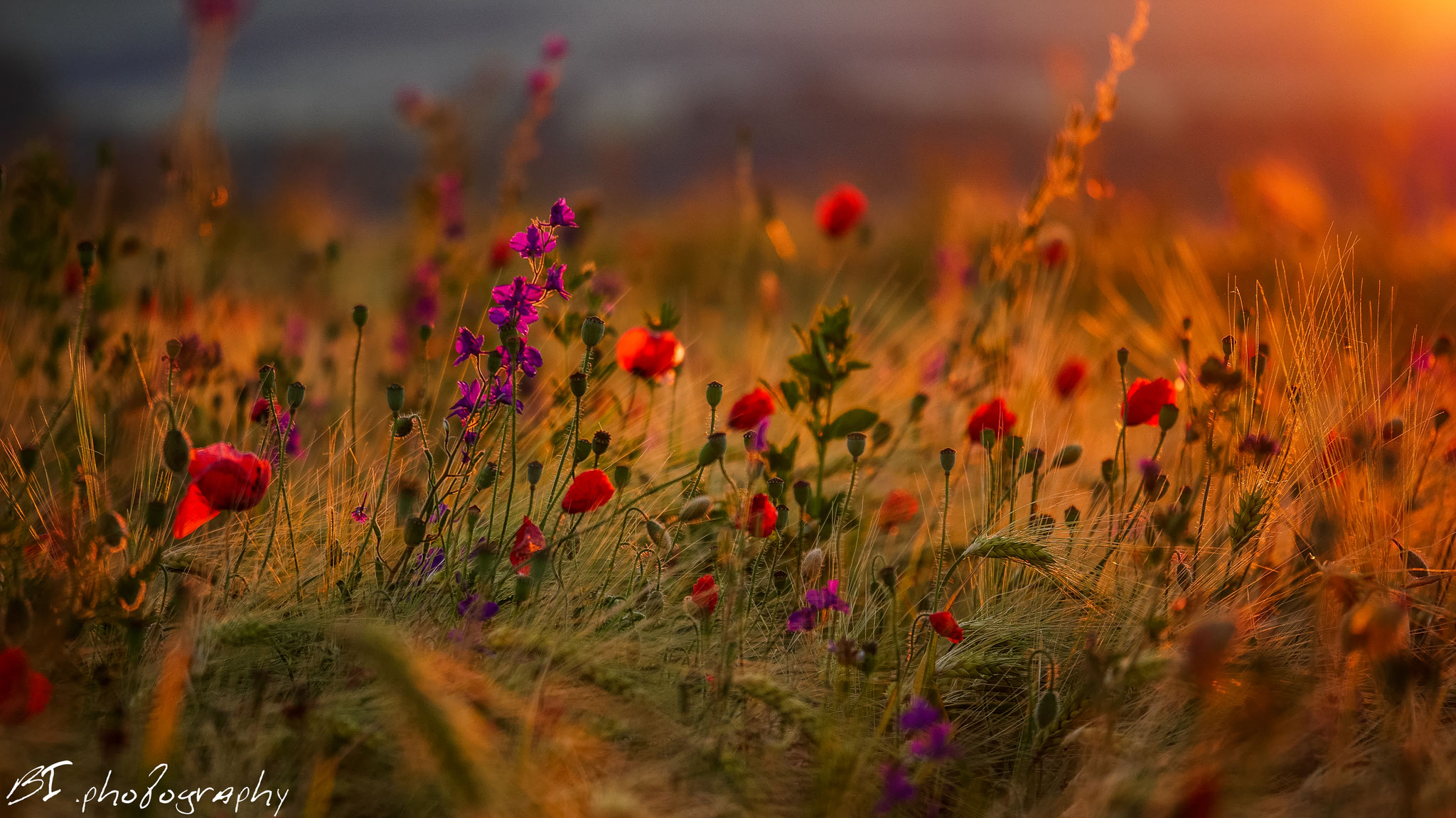 Klatschmohn - in der Nähe von Nohra (Weimarer Land)