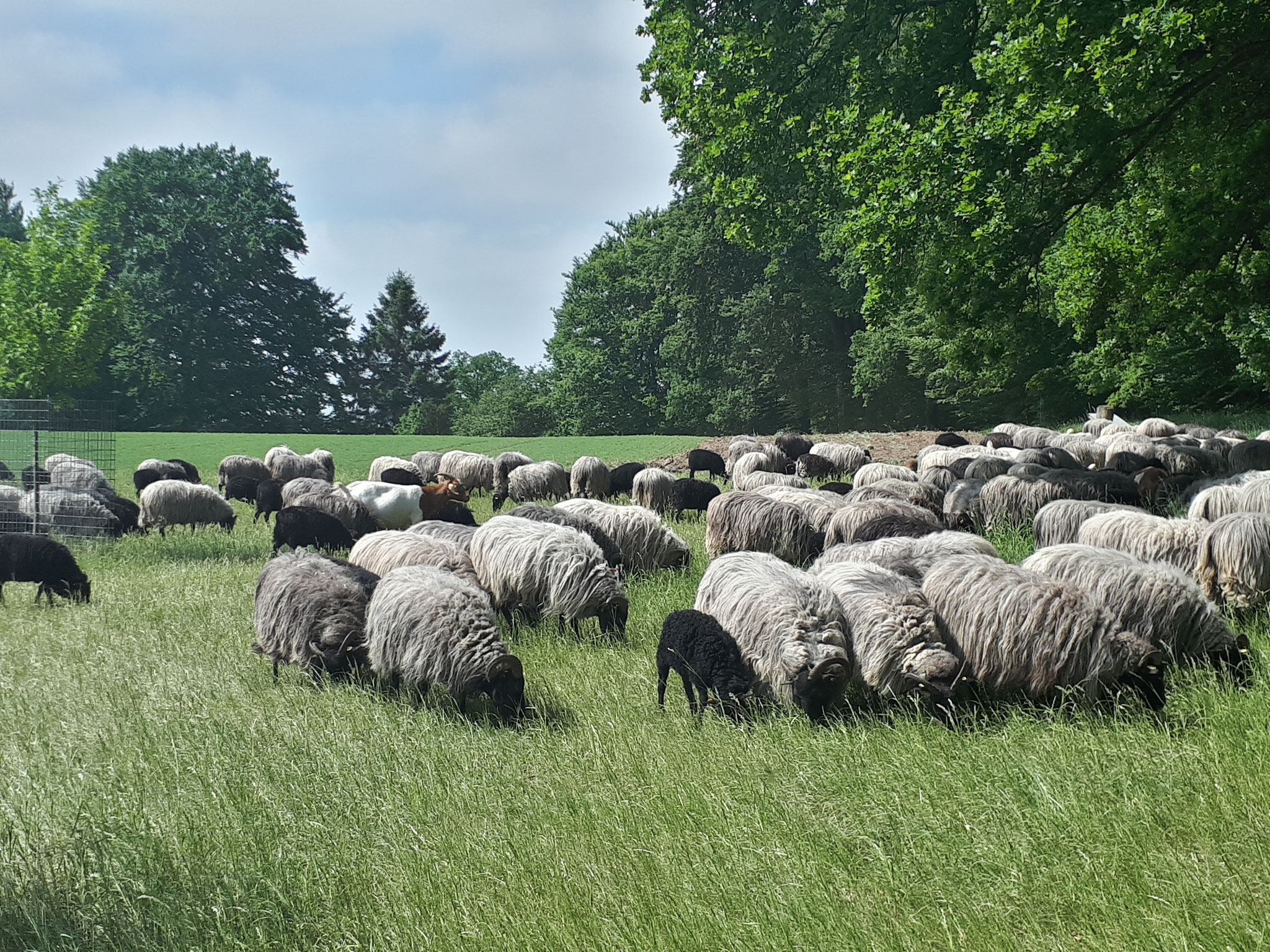 Heidschnucken