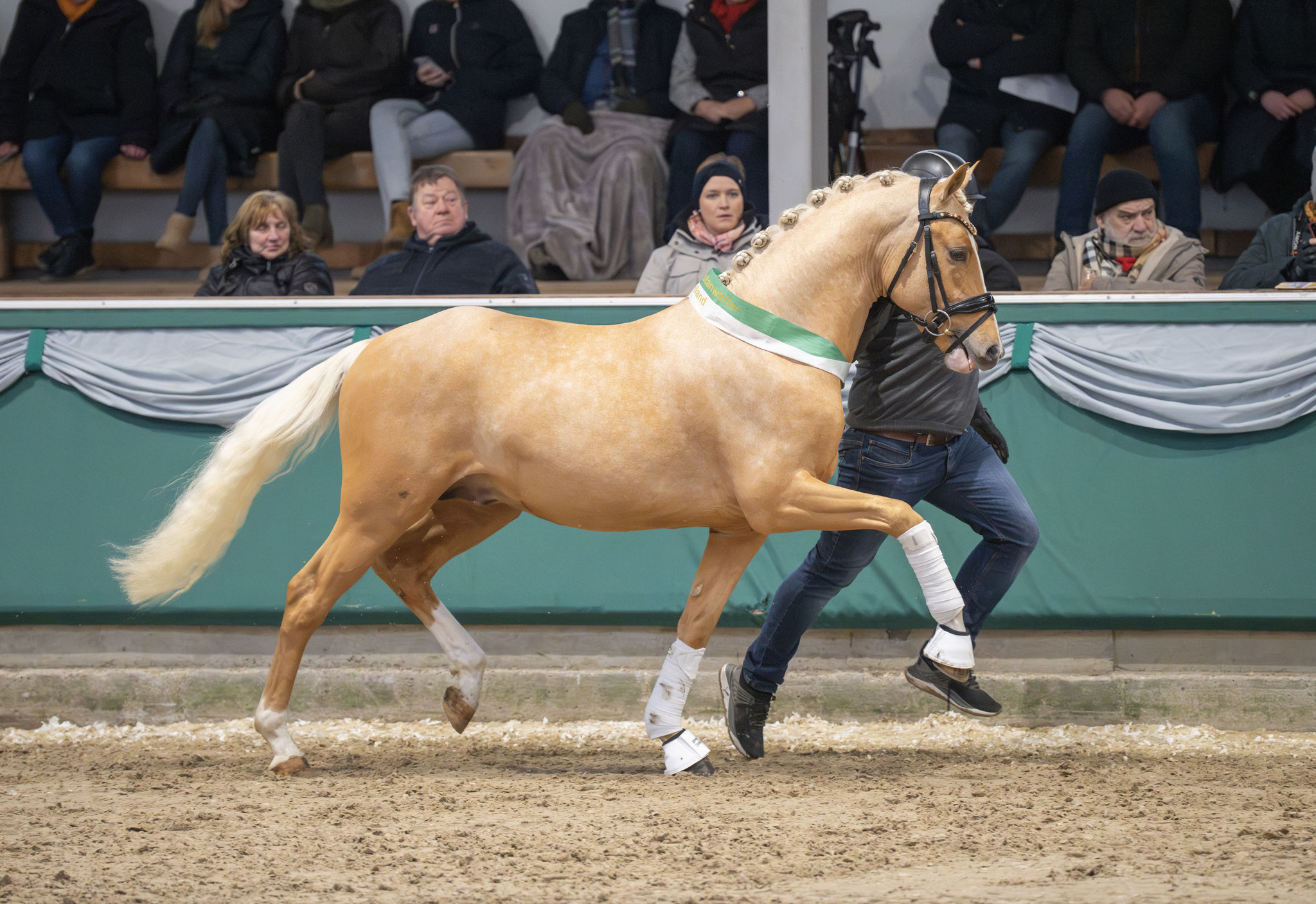 Next Golden Champion MF | Ferienhof Stücker