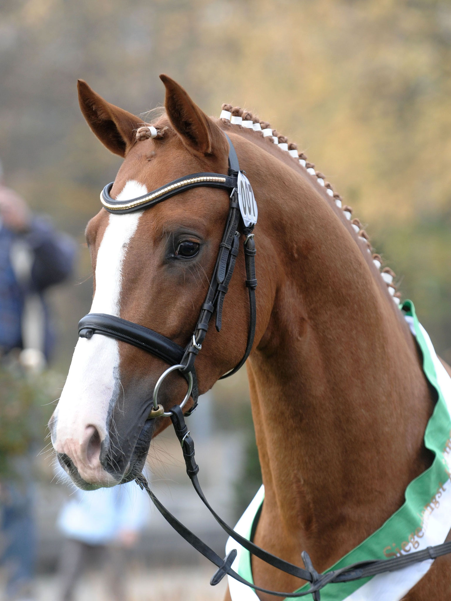 FS Numero Uno | Ferienhof Stücker