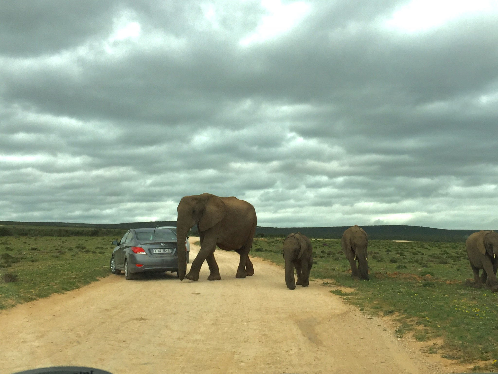 Elefanten im Addo Elephant National Park. Sie laufen auch schon mal direkt am Auto vorbei.