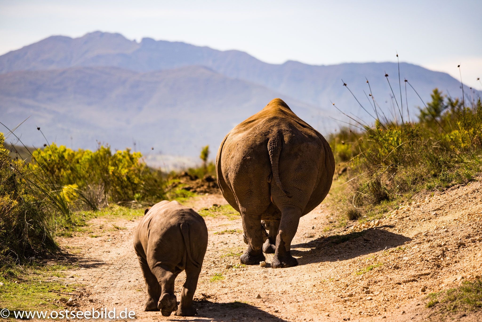 Rhinos