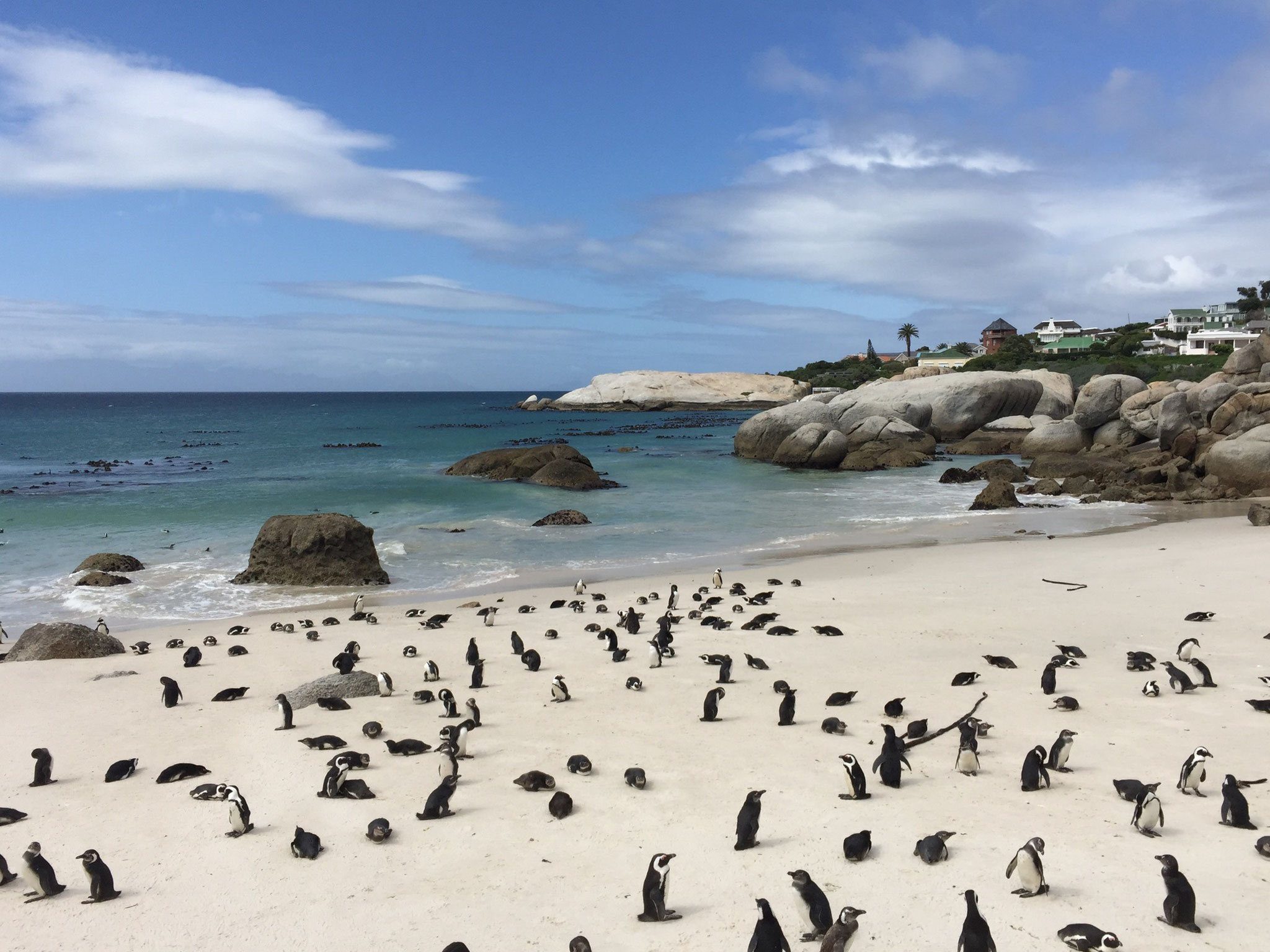 Pinguine am Boulders Beach in Simon's Town südlich von Kapstadt