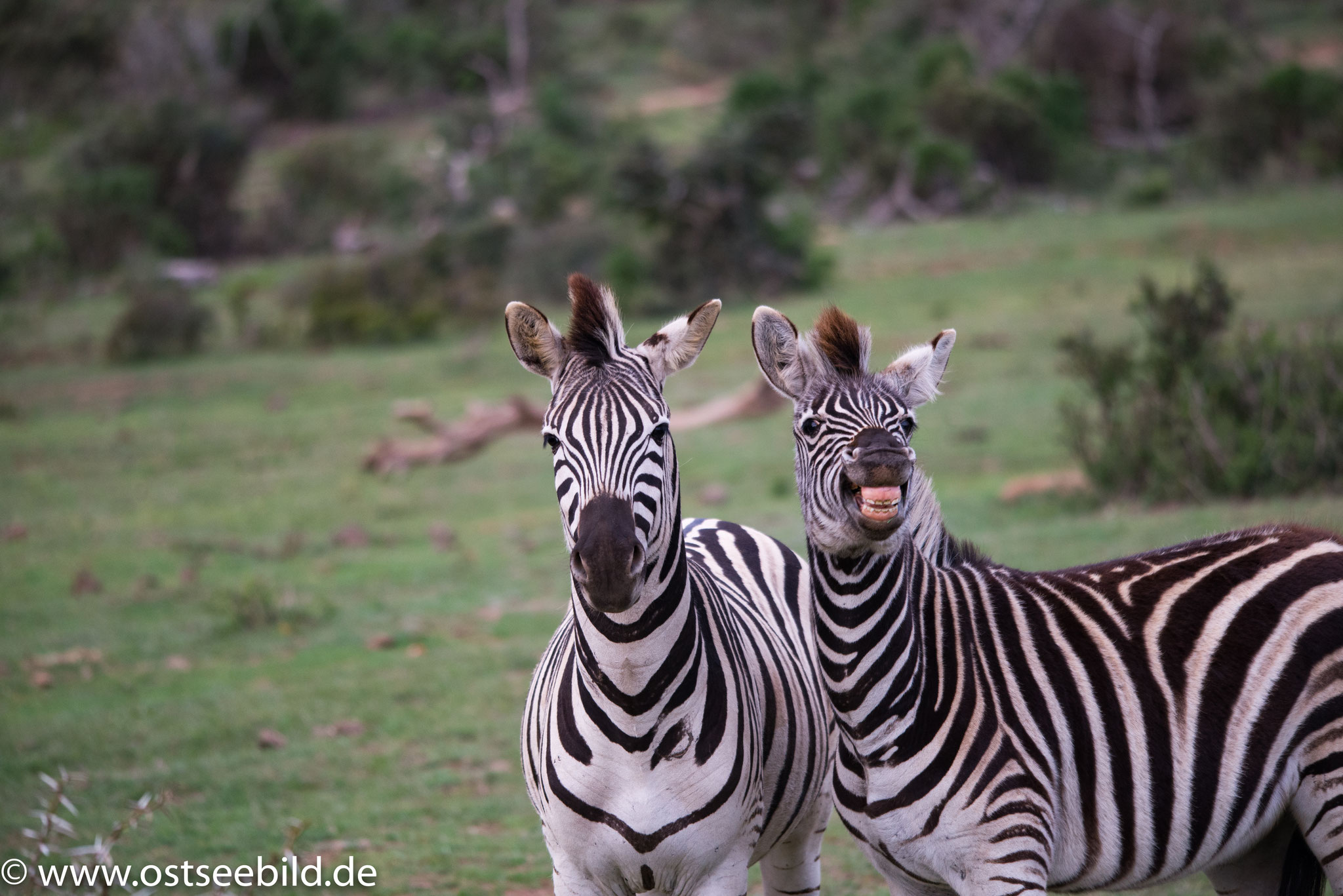 Zebra im Addo Elephant NP