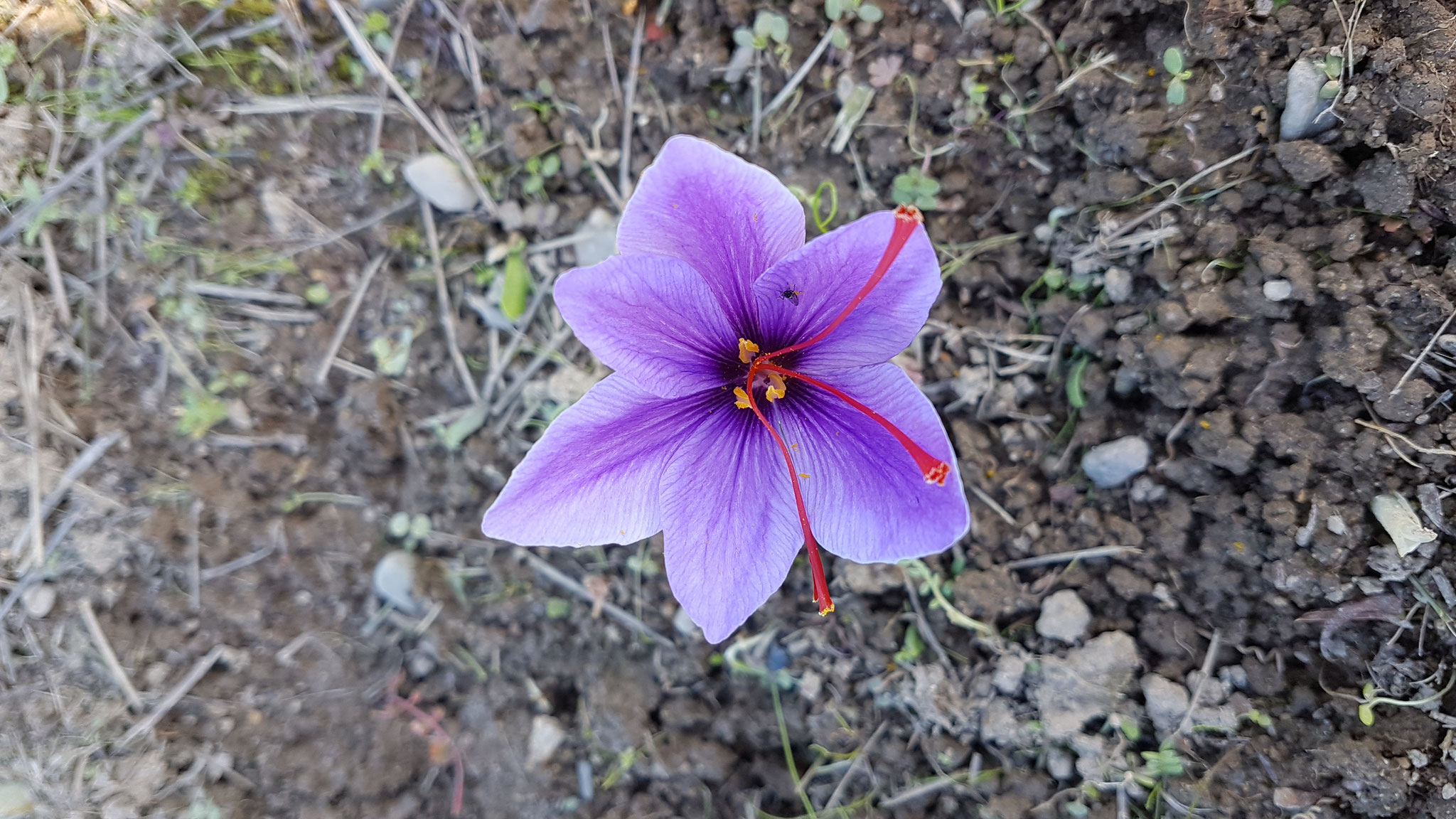 Un peu de patience, beaucoup d'Amour...le bulbe devrait laisser apparaître une fleur de safran dès cet automne