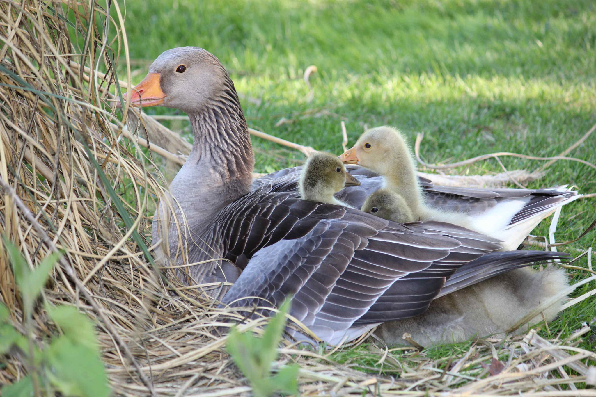 Naissance de oisons