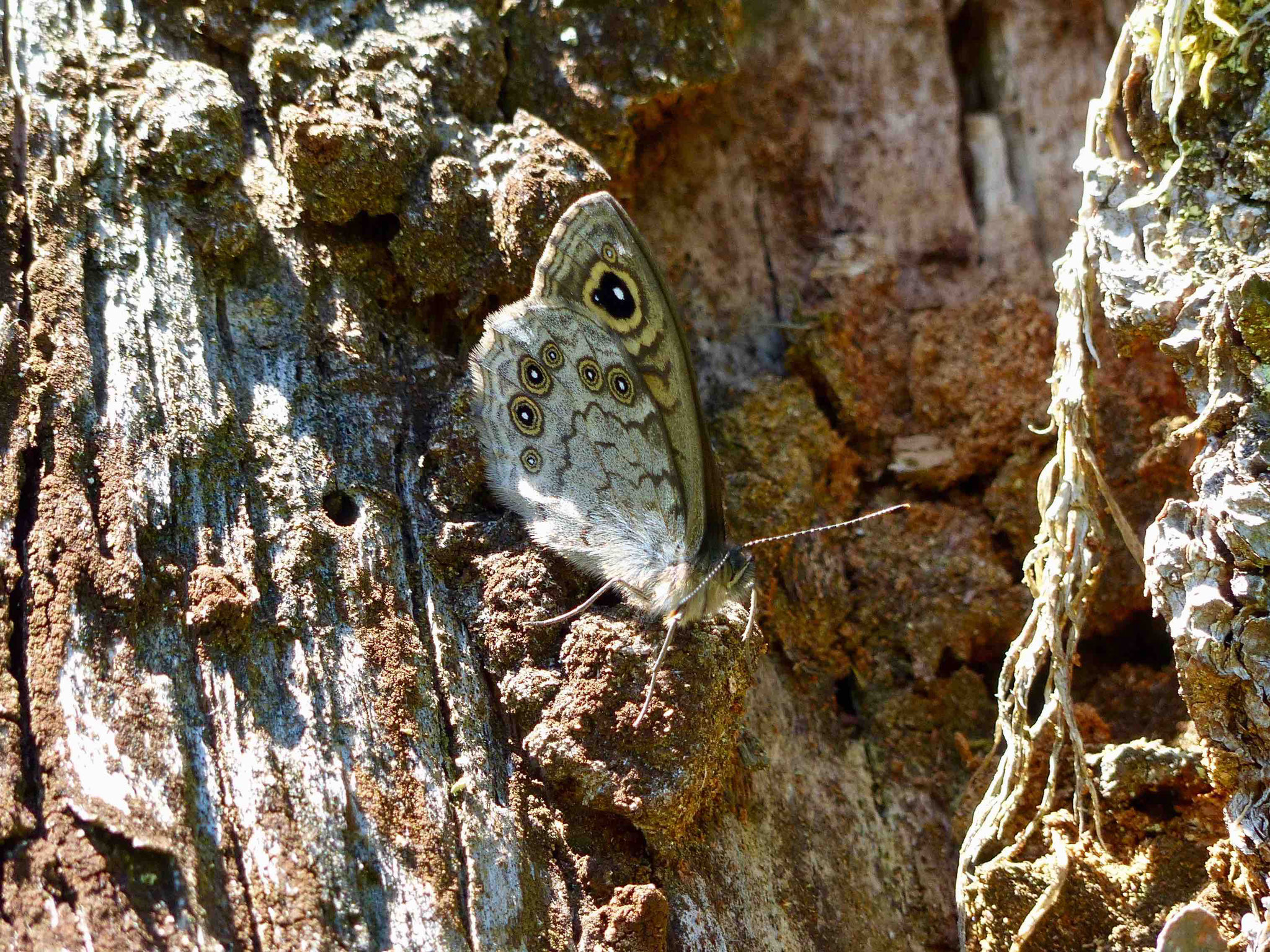 Braunauge, Foto Matthias Ebert