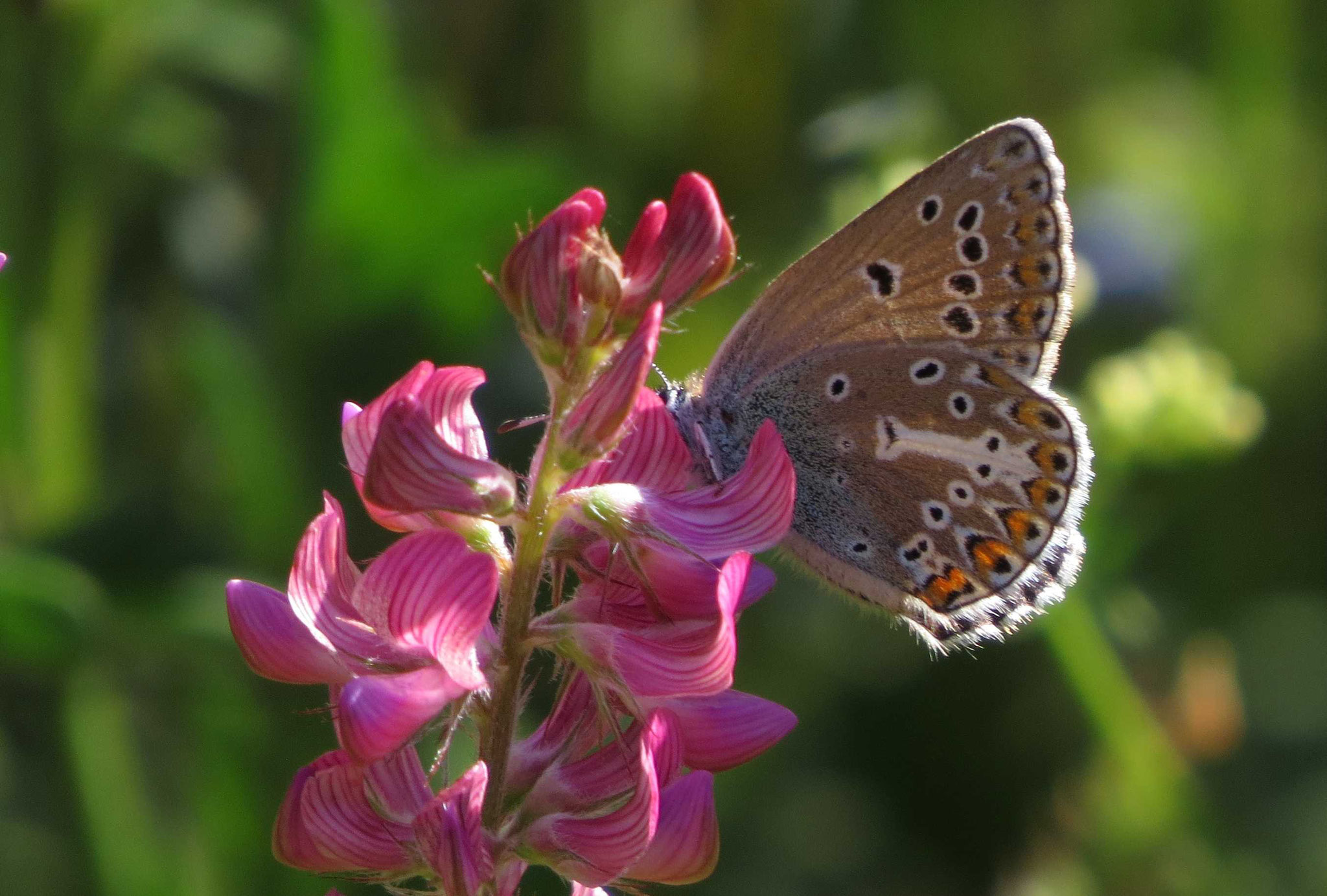 Storchschnabel-Bläuling, Aufen Juni 2020, Foto: Gabi Ebenhöh