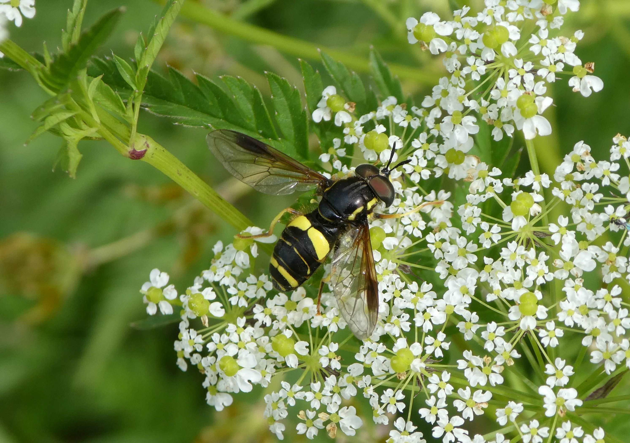 Chrysotoxum bicinctum (Zweiband-Wespenschwebfliege), Neudingen Juni 2021, Foto: Gabi Ebenhöh