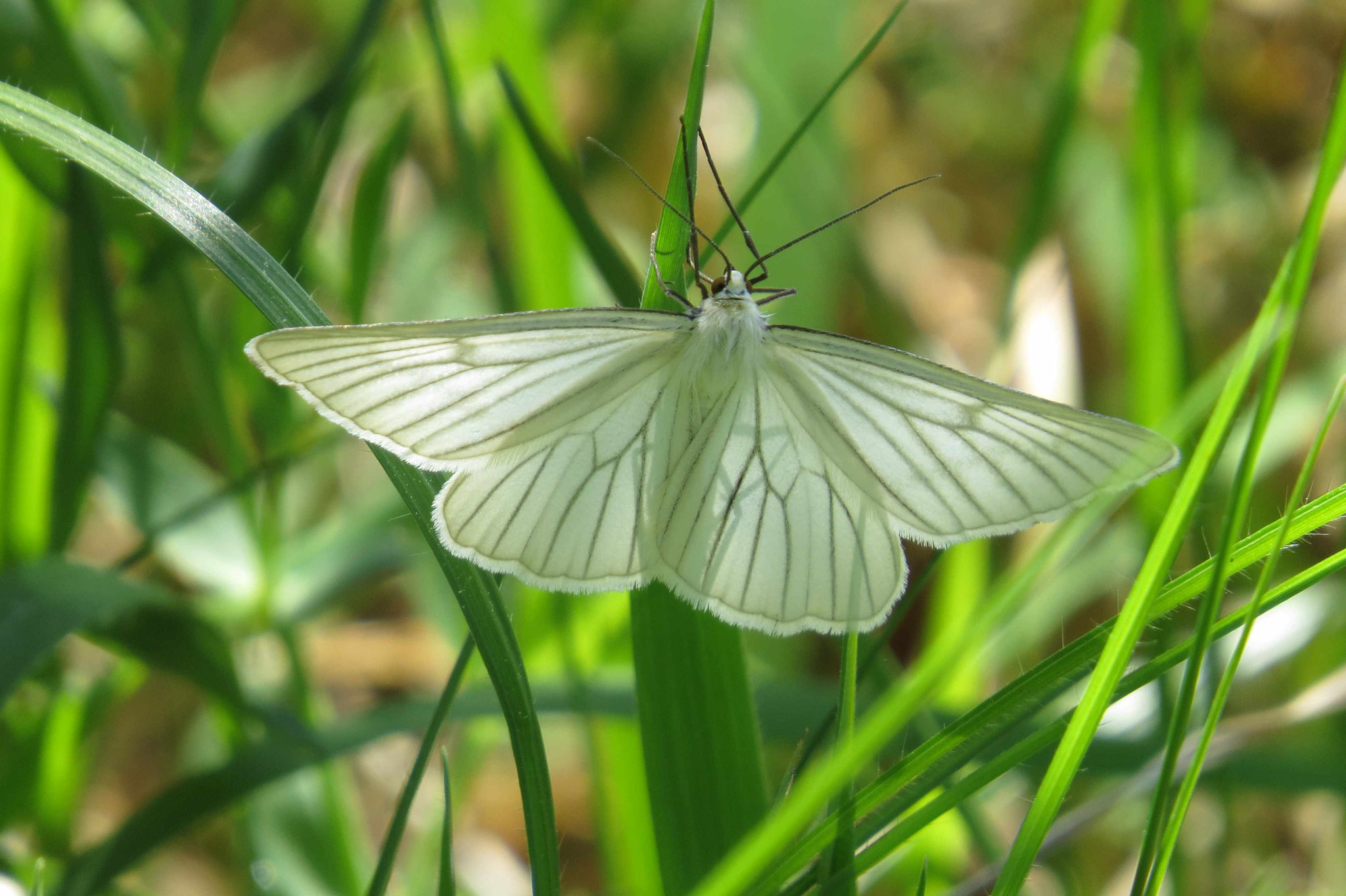 Weißer Schwarzaderspanner, Amtenhausener Tal Mai 2015, Foto: Gabi Ebenhöh