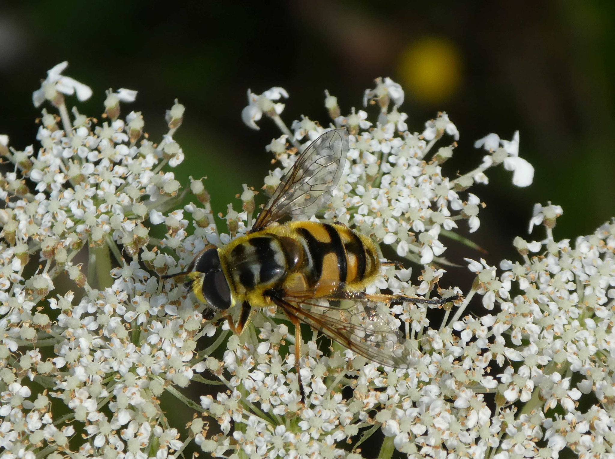 Myathropa florea (Totenkopfschwebfliege), Aufen August 2021, Foto: Gabi Ebenhöh