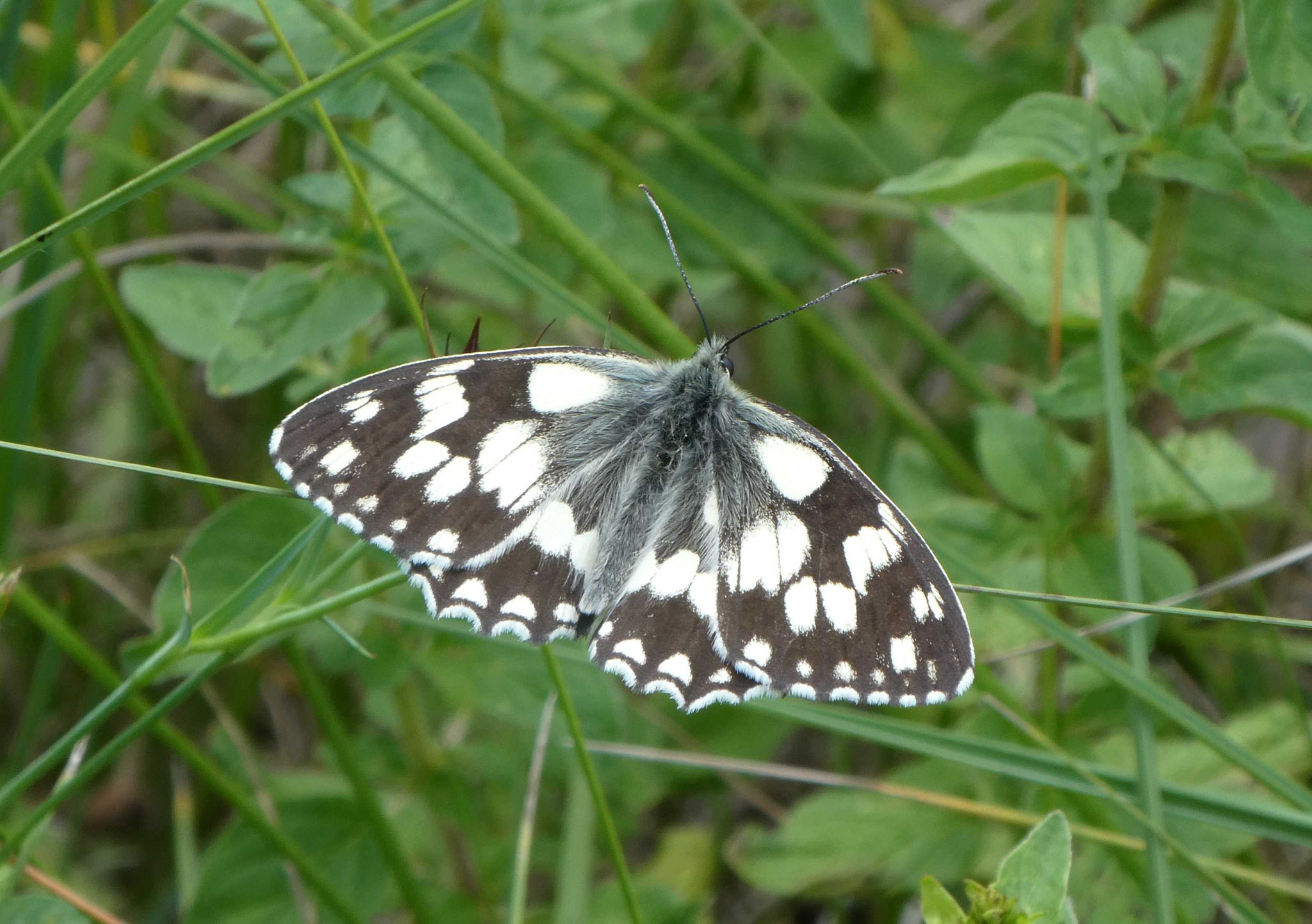 Schachbrettfalter, Zimmern Juli 2019, Foto: Gabi Ebenhöh