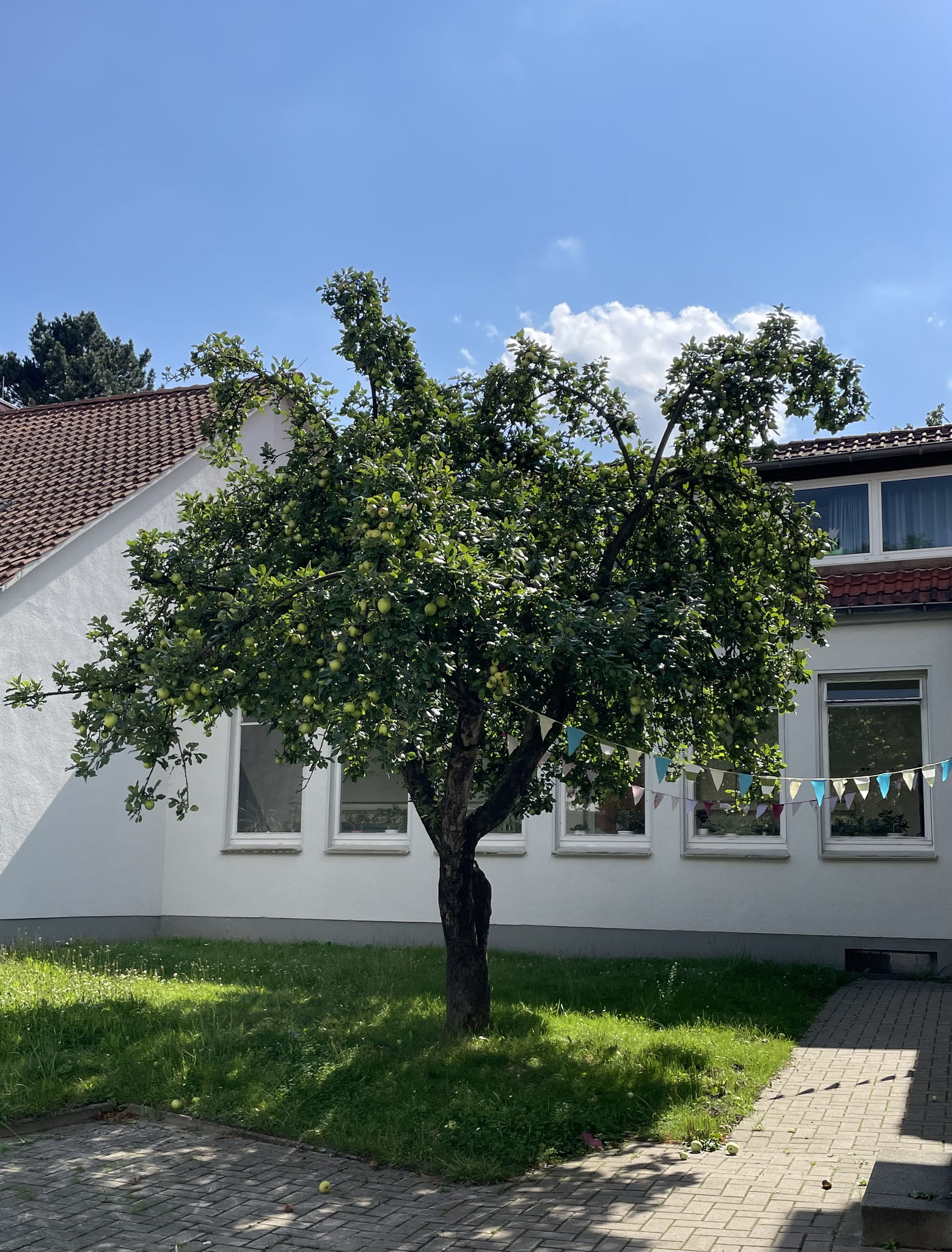 Apfelbaum Schulgarten