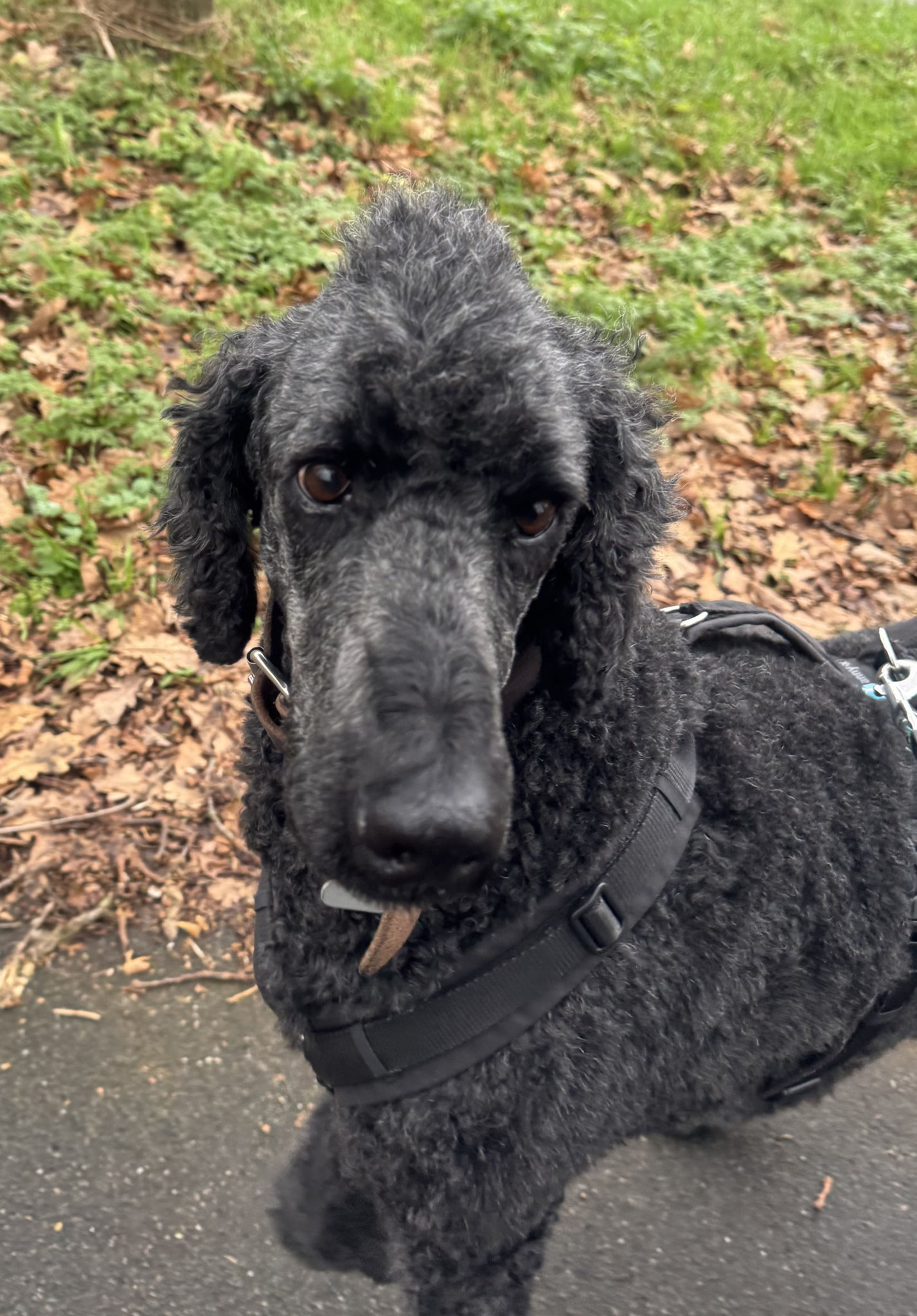 Schulhund Buddha