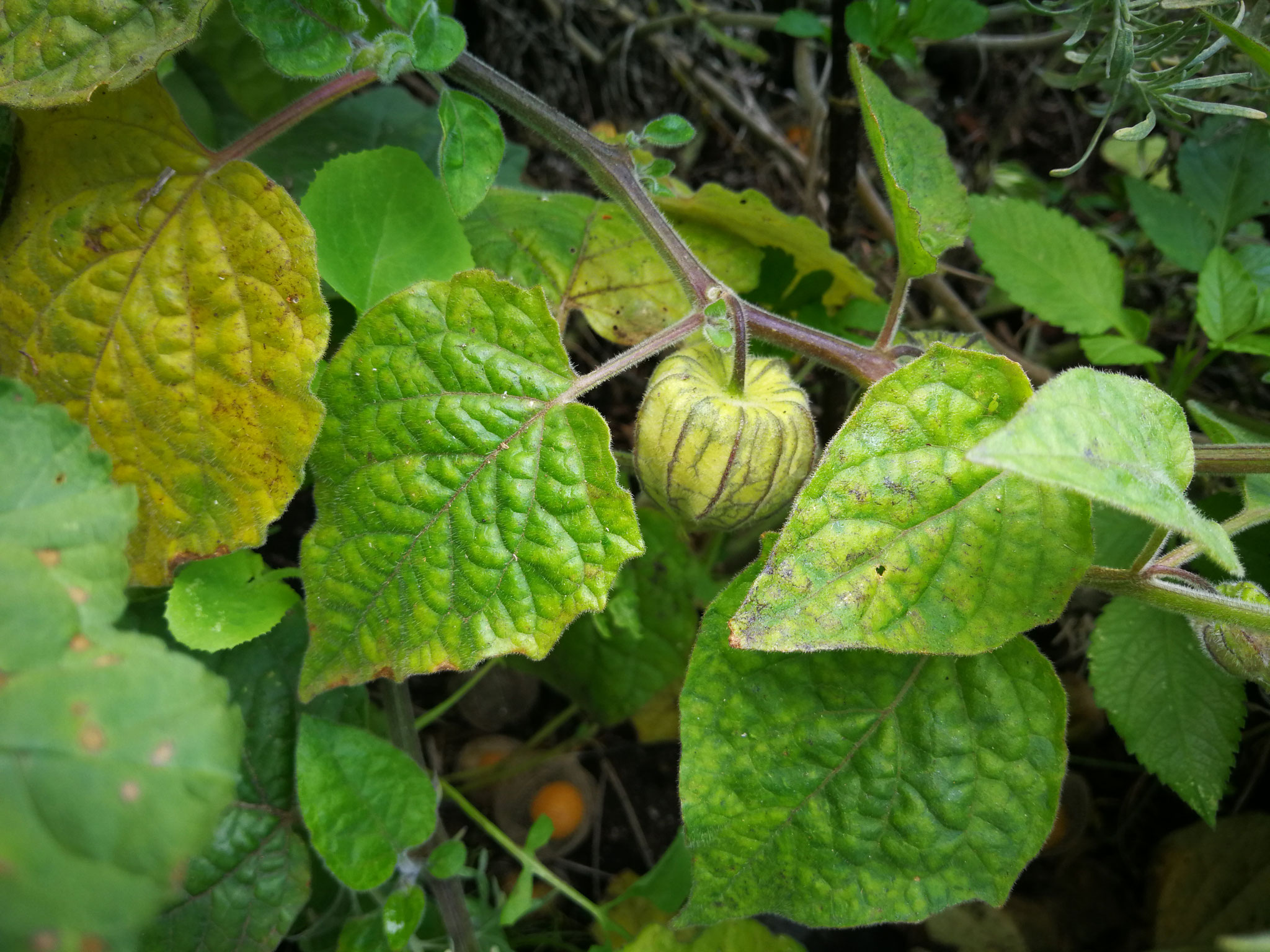 gruene-frucht-kapstachelbeere-physalis