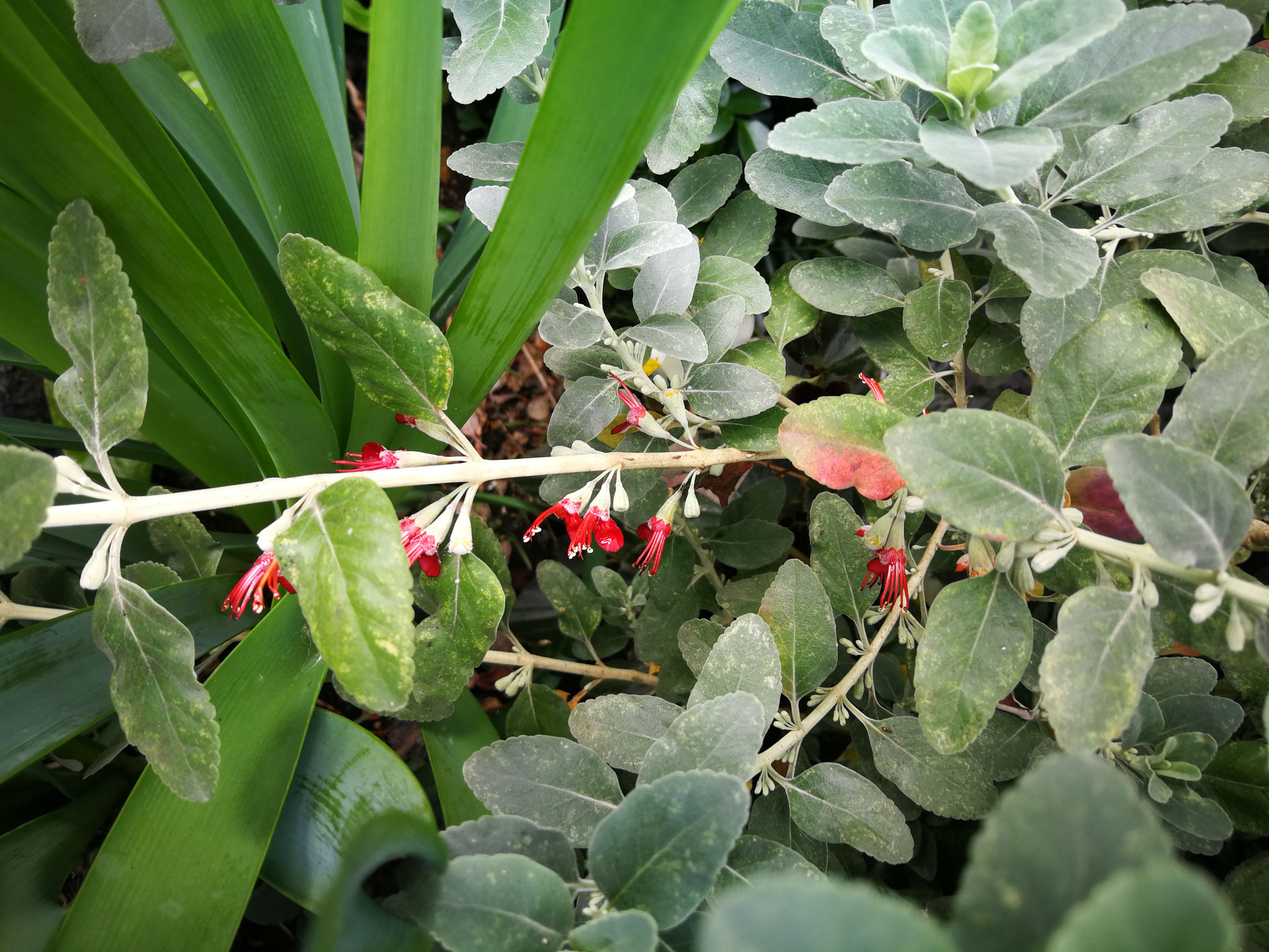einheimischer-strauch-kleine-rote-blüten flora la palma