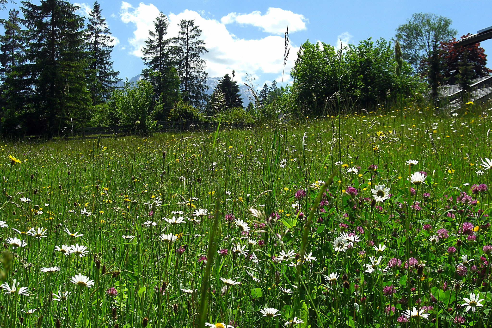 Unsere Blumenwiese